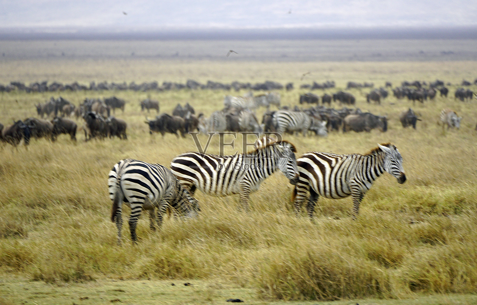 坦桑尼亚野生动物园照片摄影图片