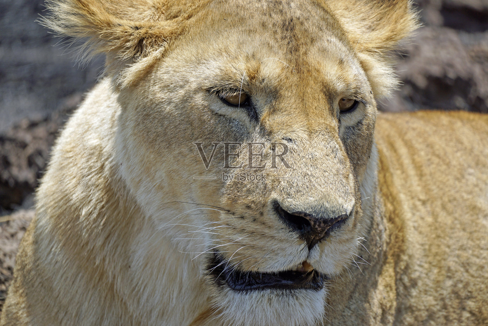 坦桑尼亚野生动物园照片摄影图片