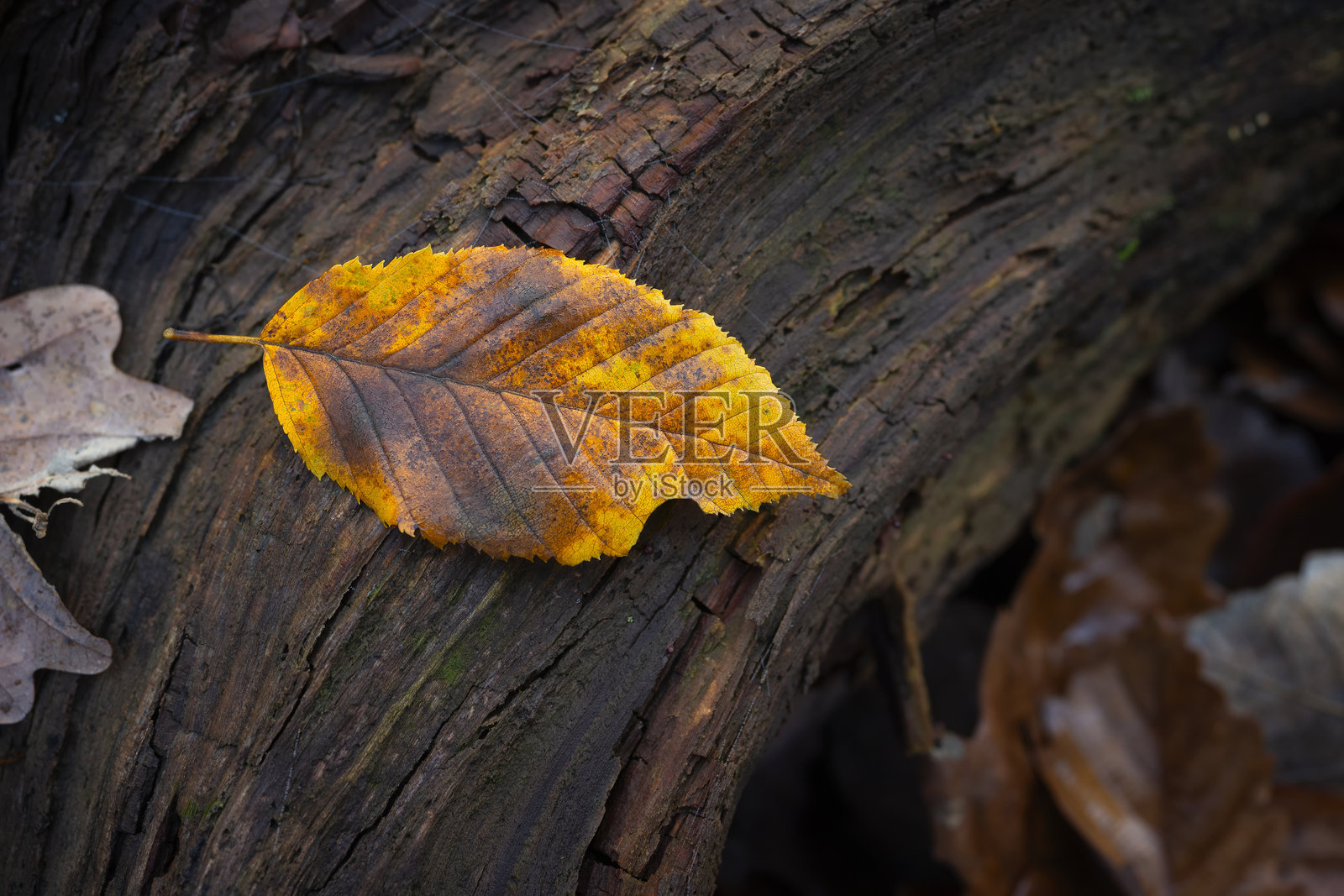 金色山毛榉树秋叶与木质树干纹理照片摄影图片