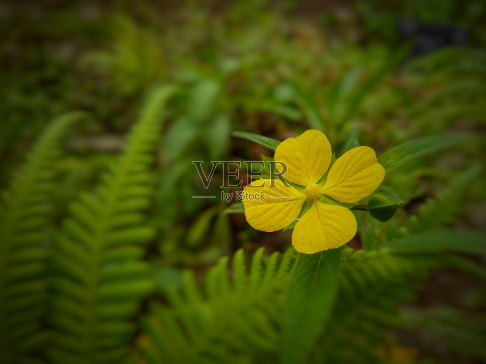 野外的黄色花朵照片摄影图片