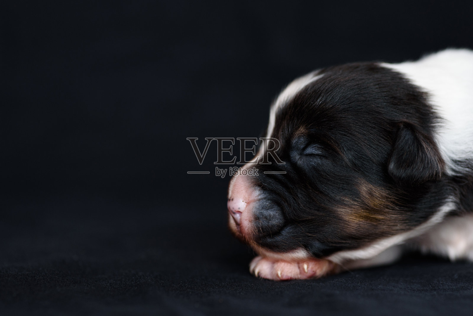 澳大利亚牧羊犬新生小狗照片摄影图片