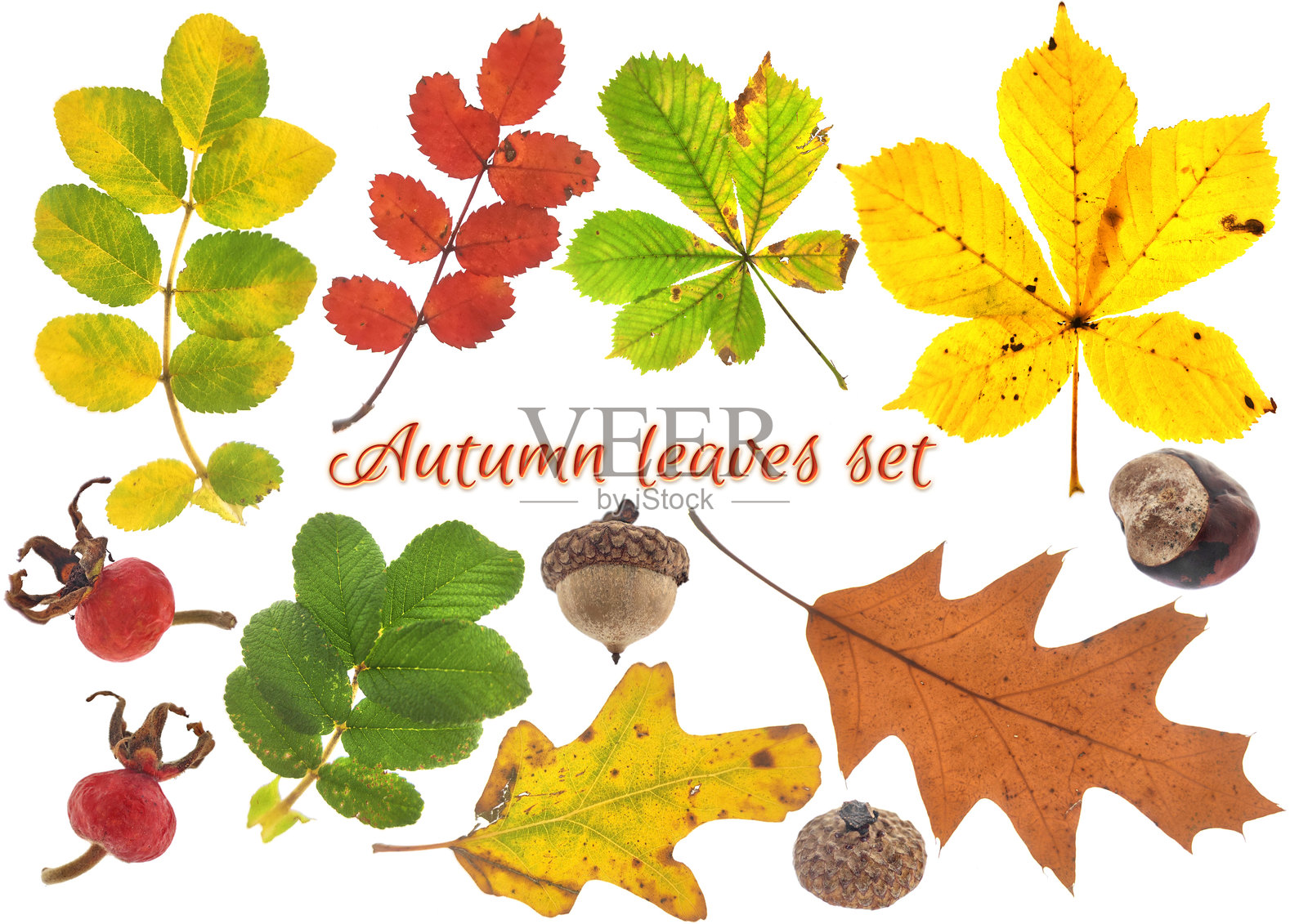 秋天的五彩斑斓的树叶和水果的组合。照片摄影图片