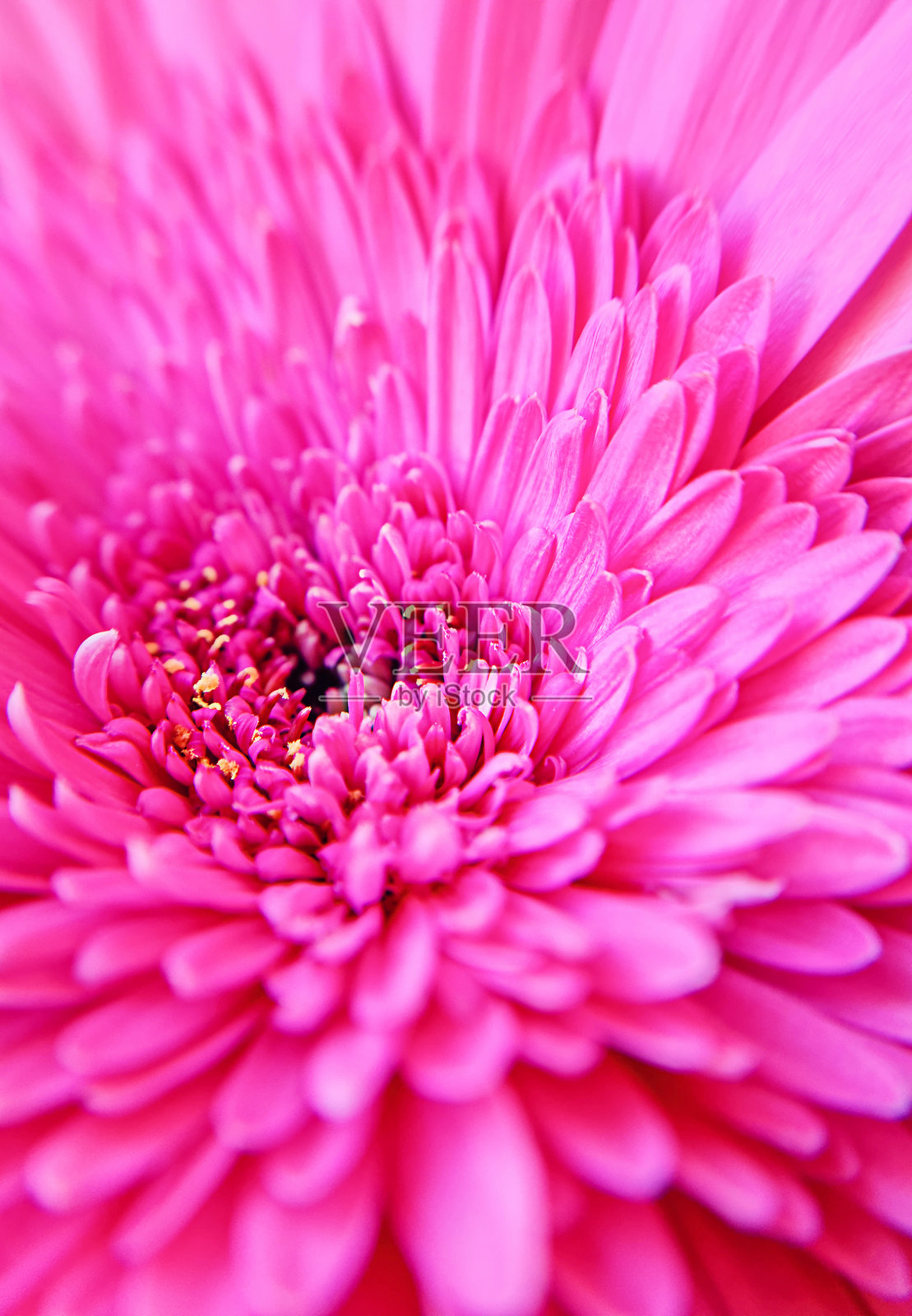 一朵绽放的菊花头特写,带有小巧的粉紫色花瓣照片摄影图片