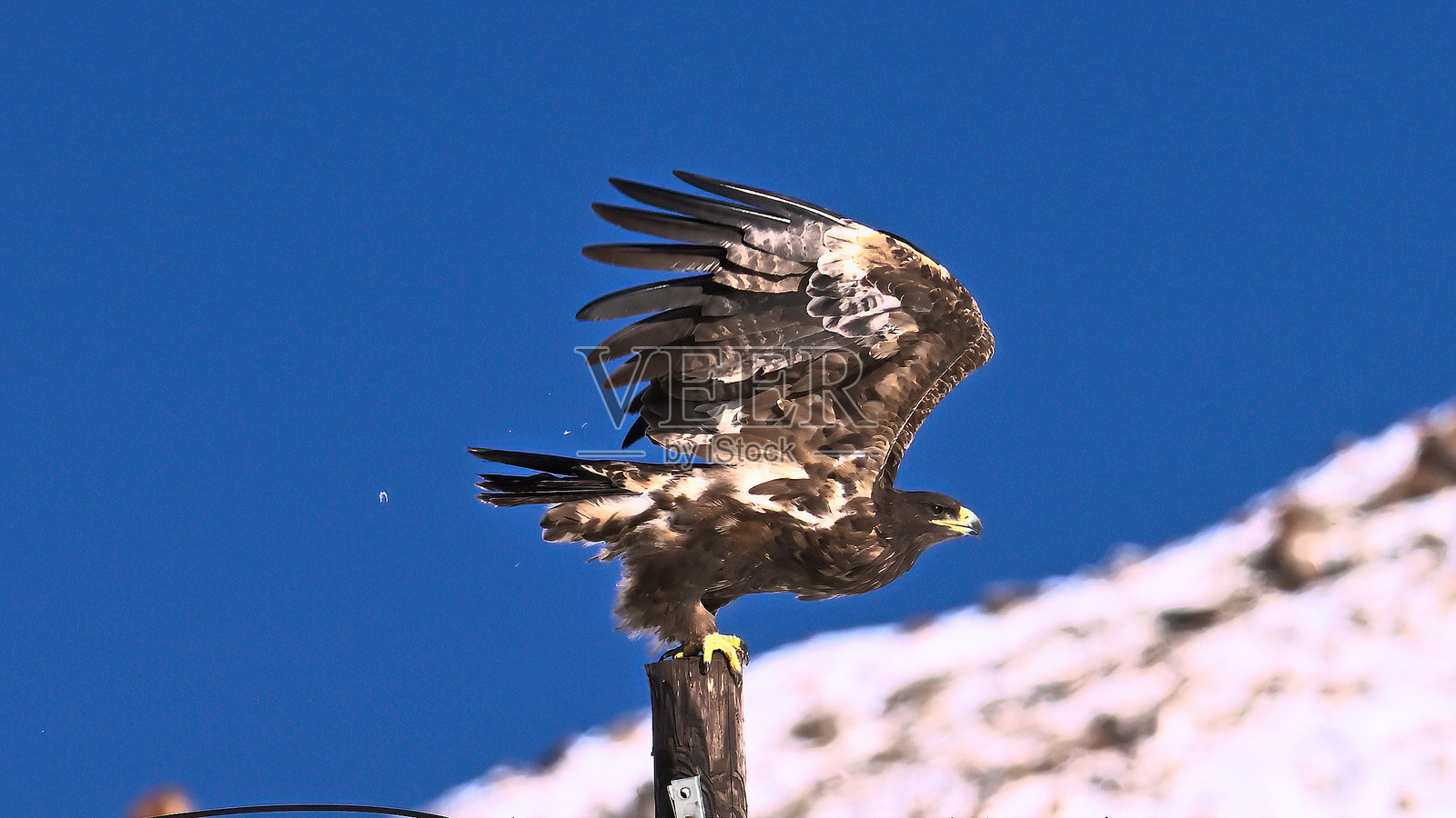 野生鸟类照片摄影图片