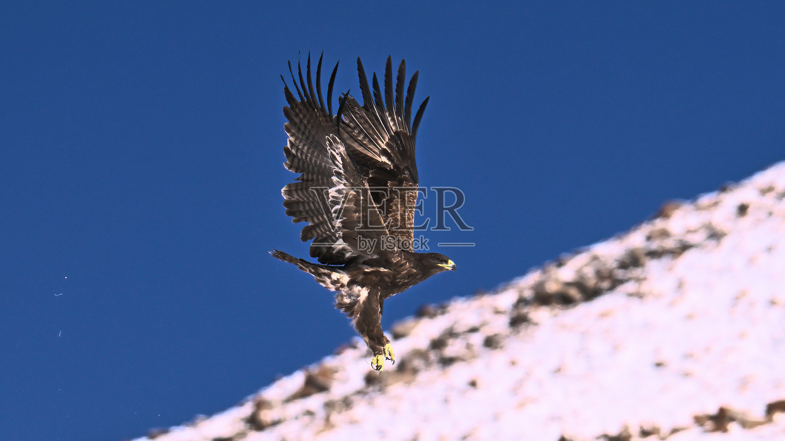 野生鸟类照片摄影图片