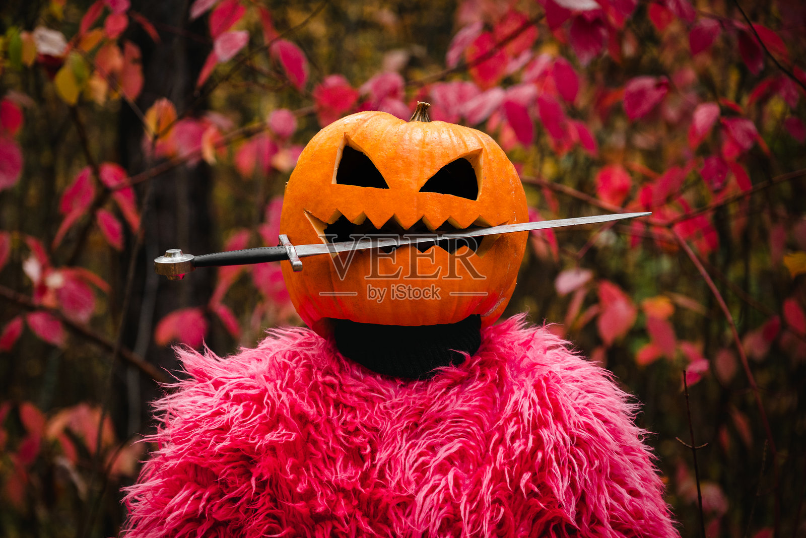 南瓜骑士照片摄影图片