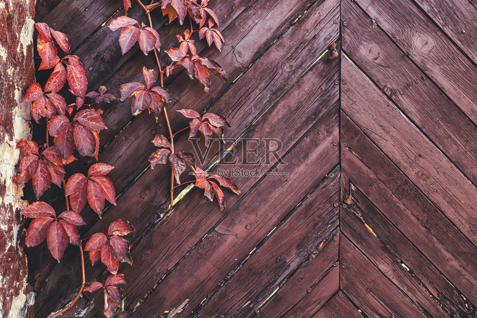 五叶常春藤在旧木栅栏上生长照片摄影图片