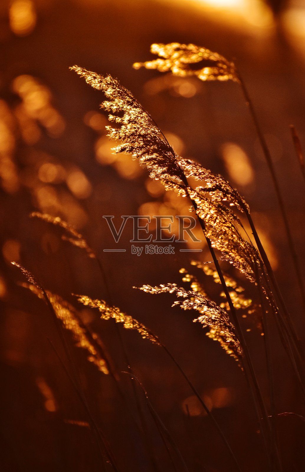 冬季植物特写照片摄影图片