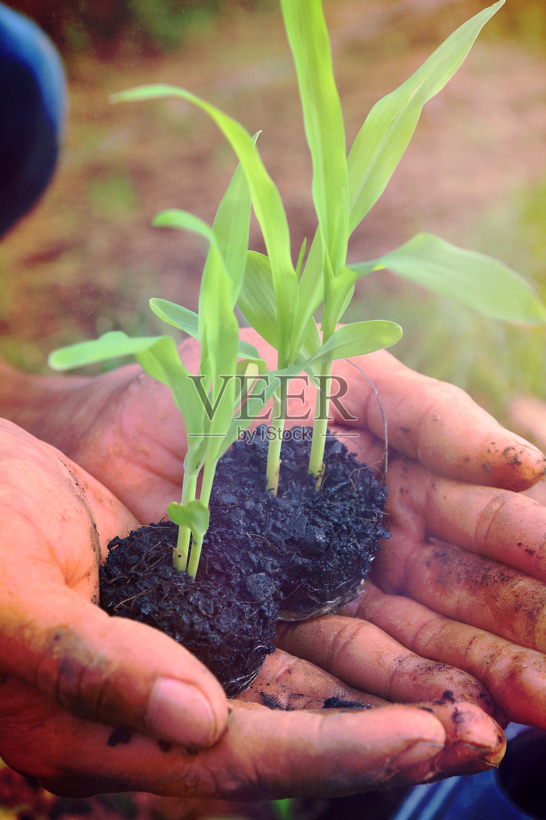 手握植物的特写镜头照片摄影图片