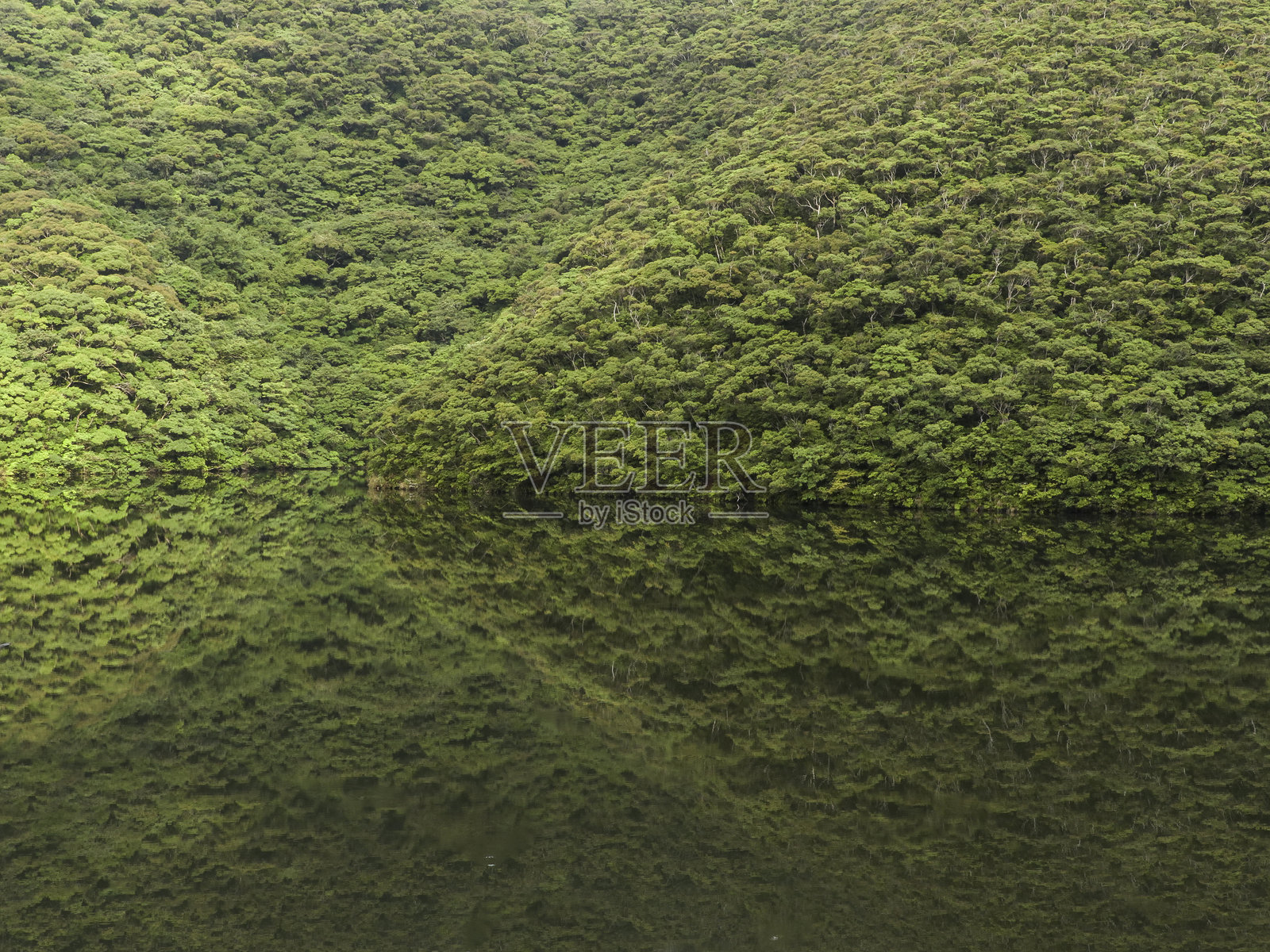 阿马米的本性是创造性的照片摄影图片