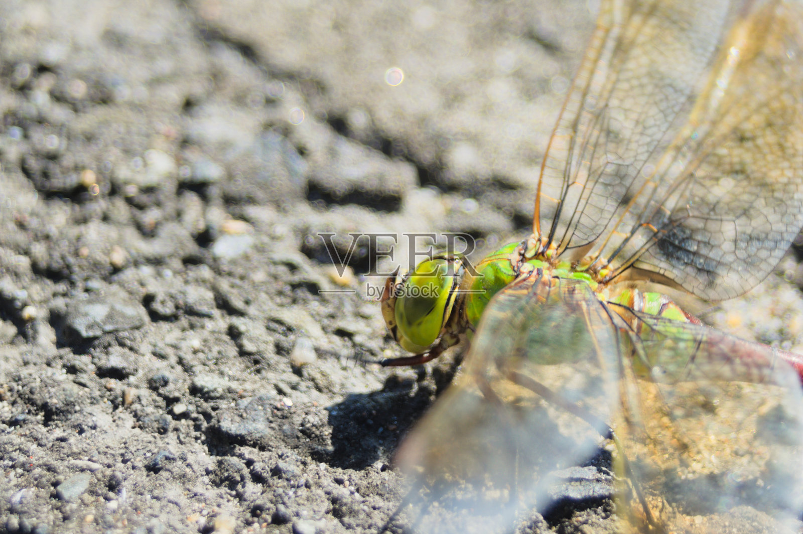 鲜艳绿色的小帝王蜻蜓照片摄影图片