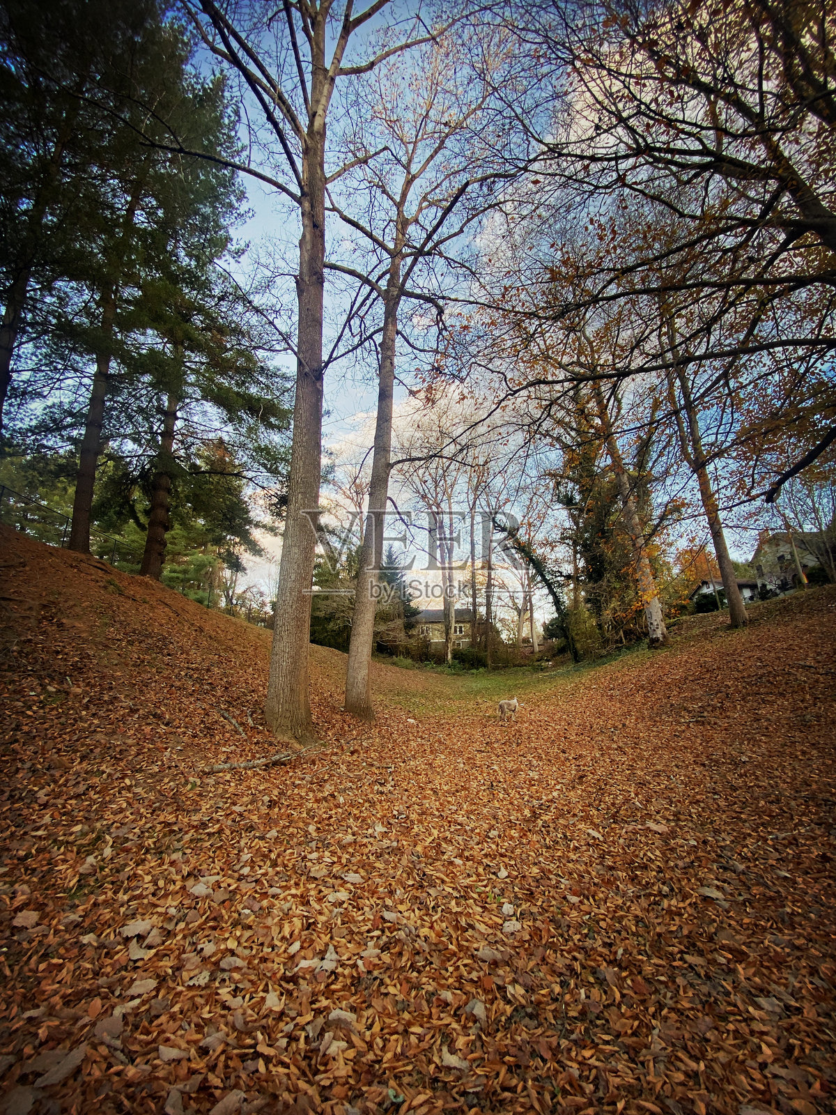 树林公园,落叶与一只狗照片摄影图片