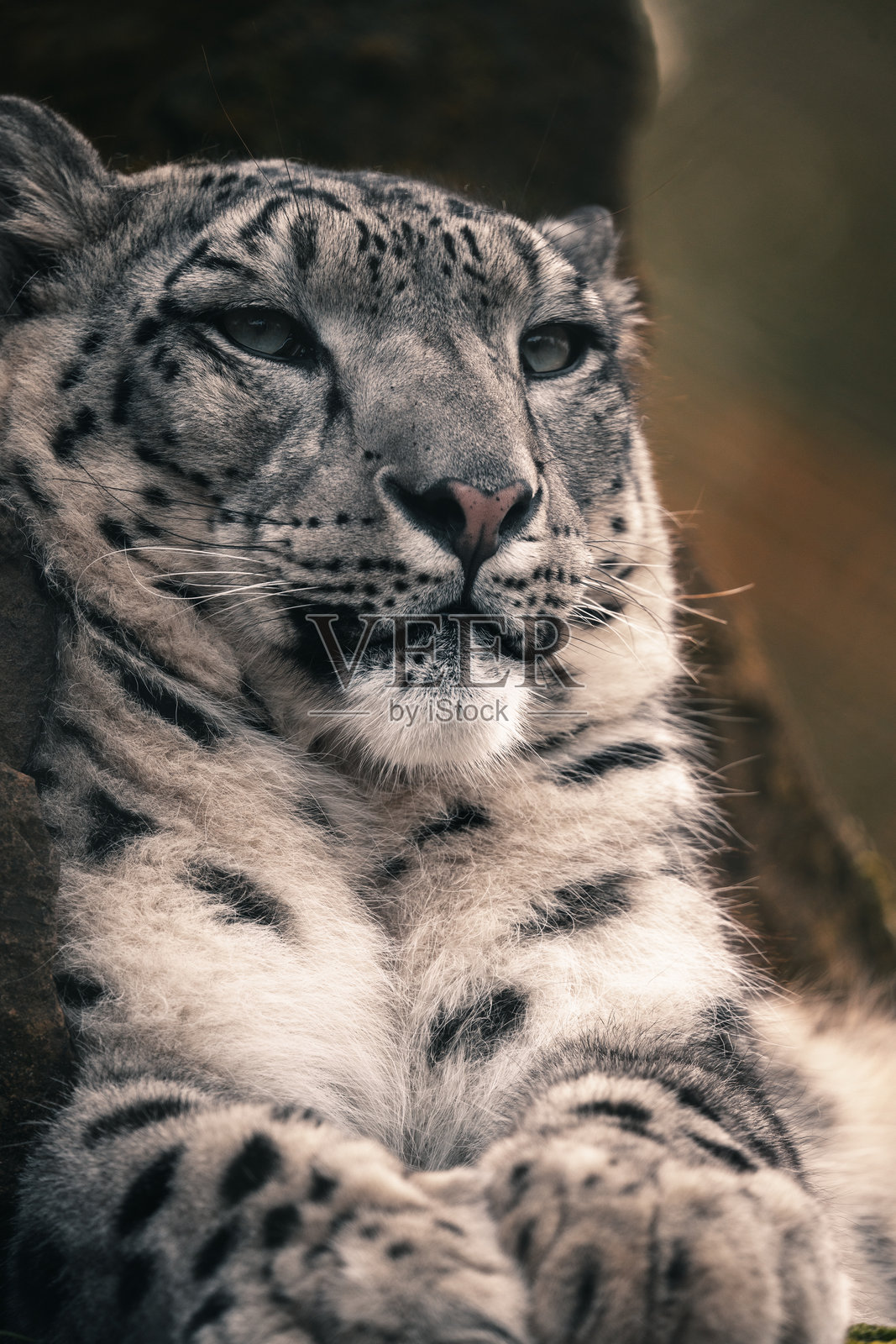雪豹野猫面部特写照片摄影图片