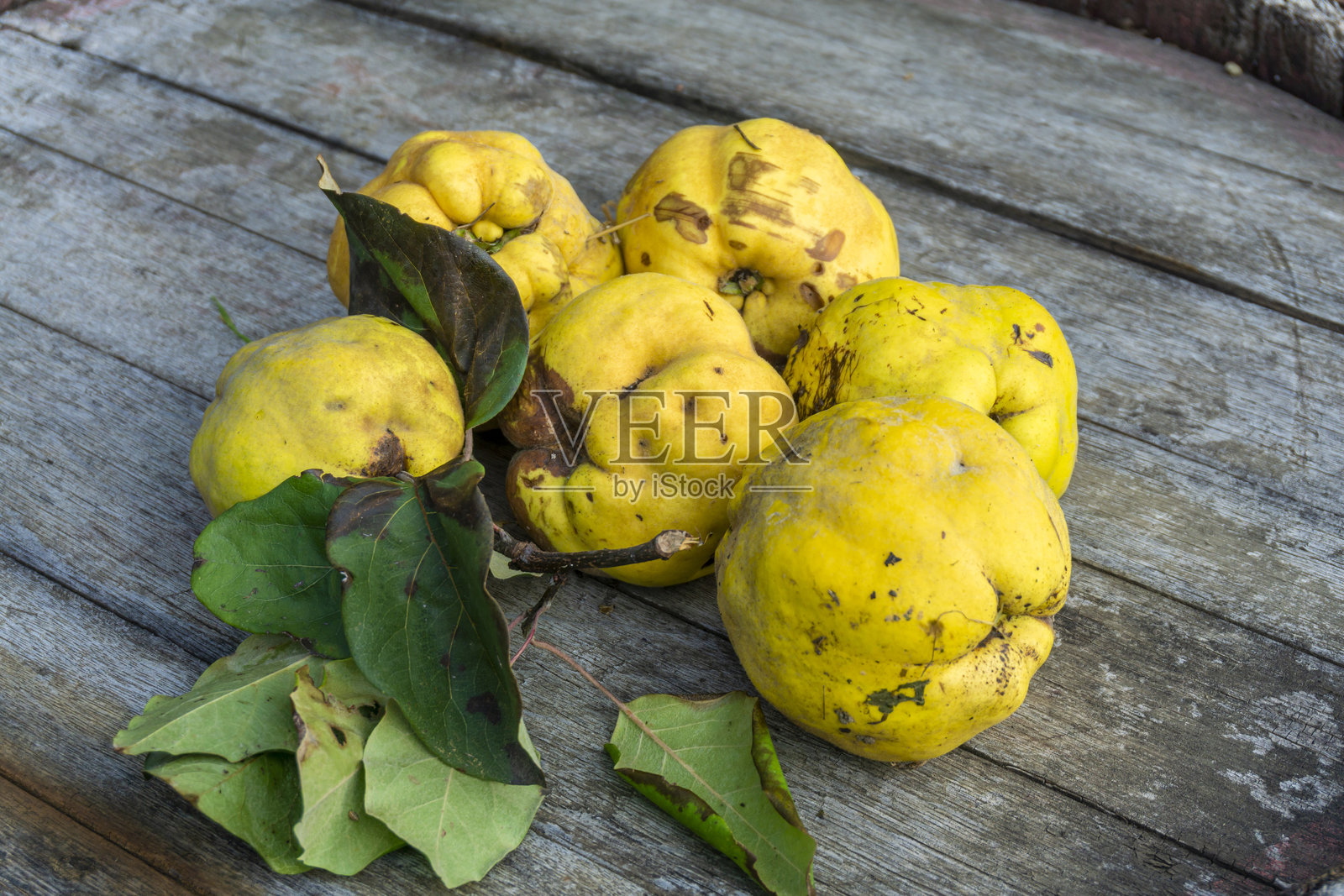 几只成熟的黄色橙色榅桲果与绿色叶子放在一只旧橡木桶上照片摄影图片