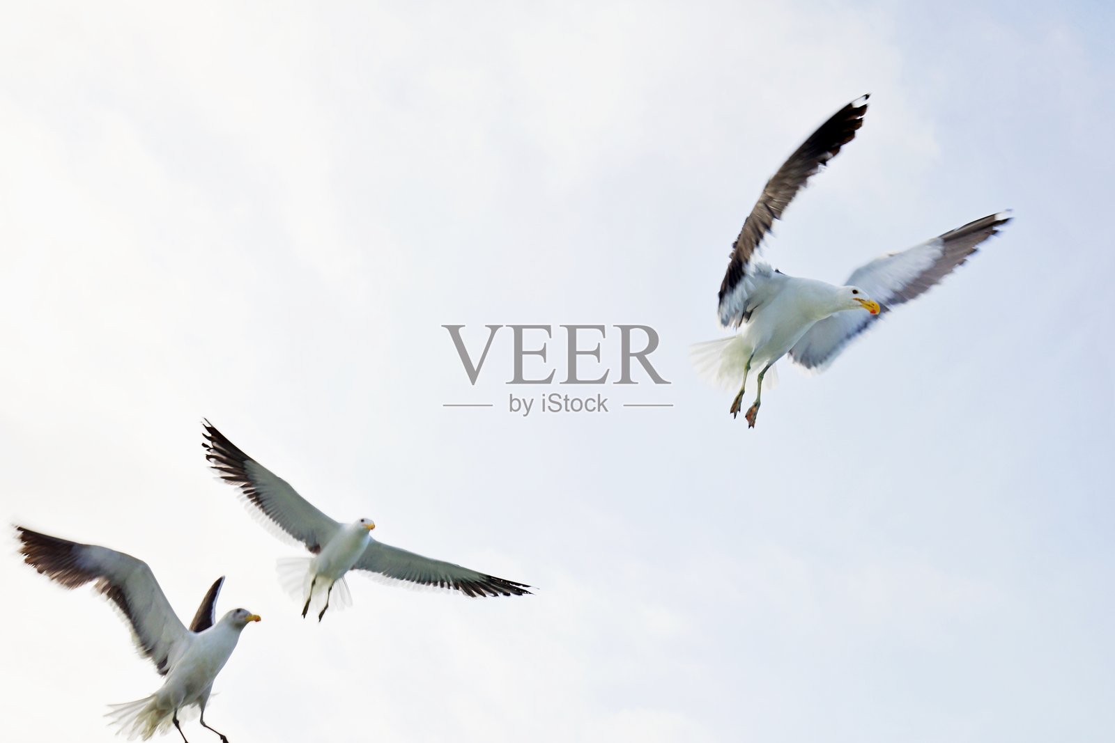 天空中跳舞的海鸥照片摄影图片