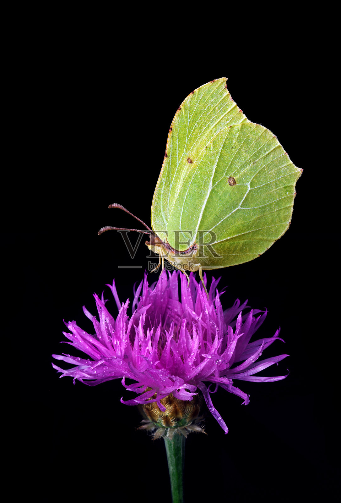 明亮的黄色蝴蝶停在紫色蓟花上,背景为黑色。照片摄影图片