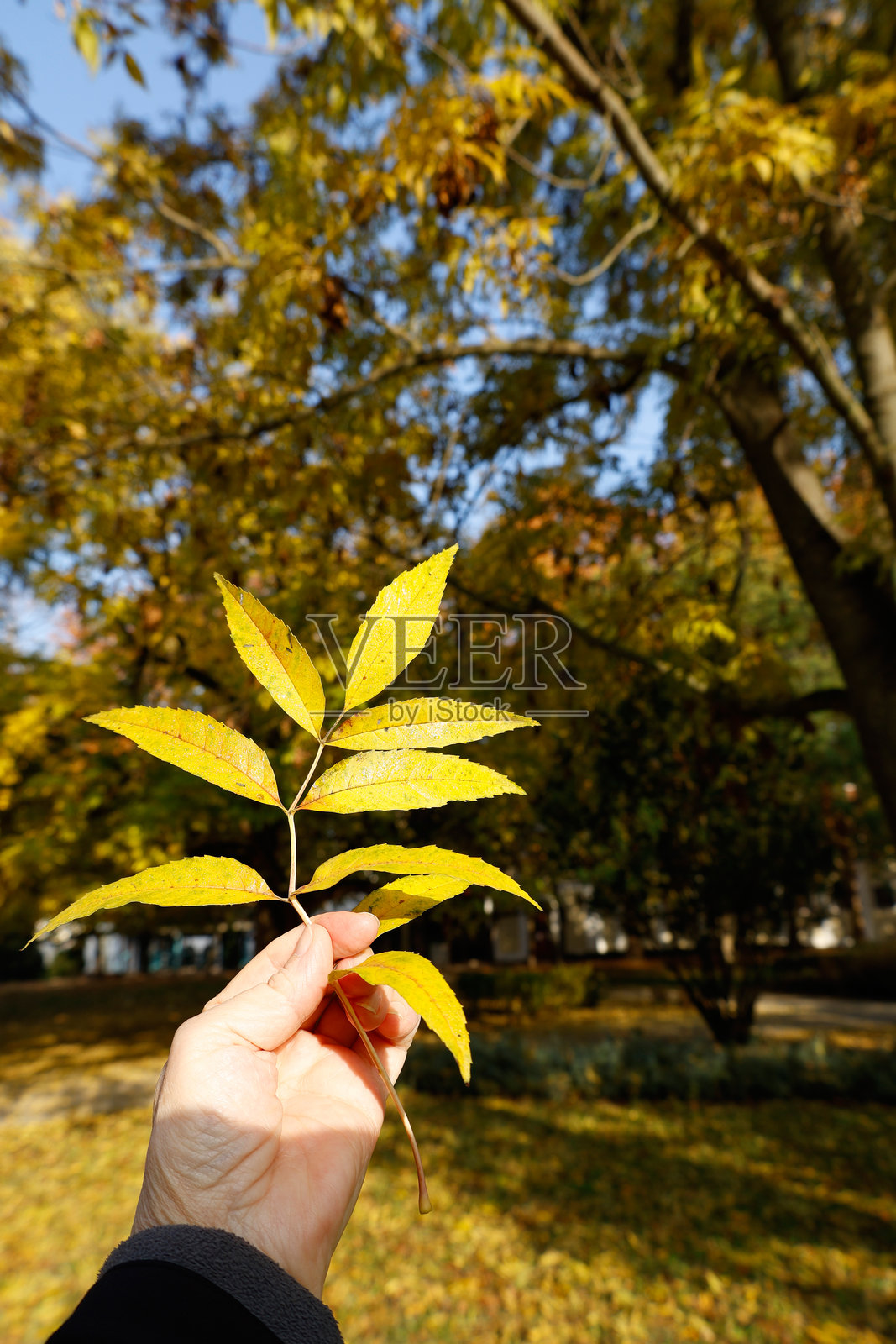 手握秋天的叶子照片摄影图片