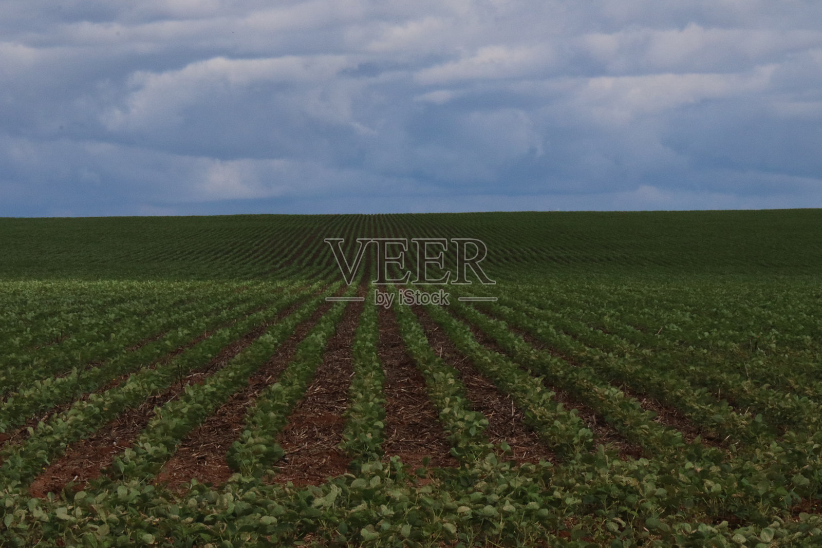 阳光明媚的豆田。农业场景。照片摄影图片