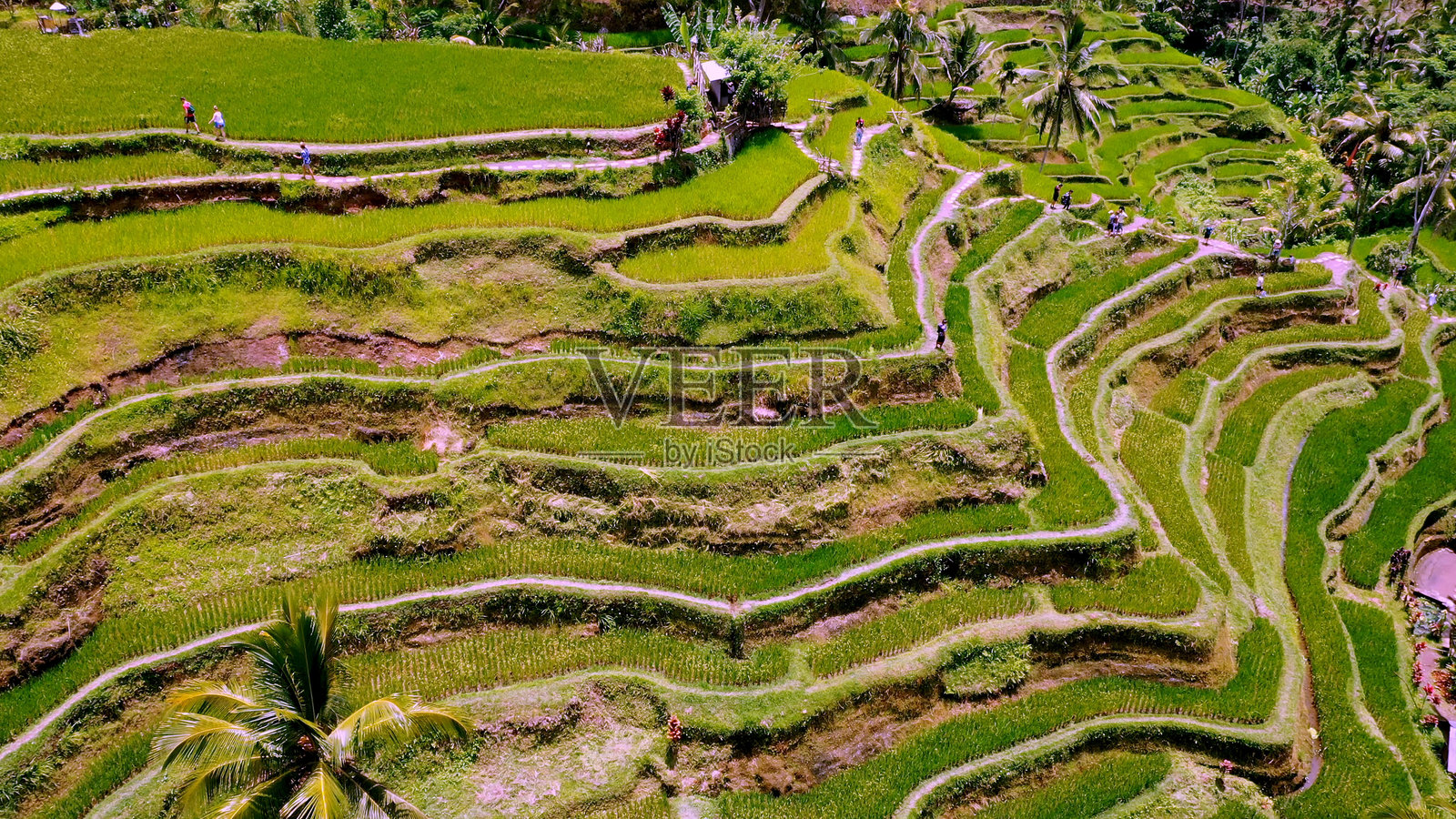 德加拉朗梯田,巴厘岛,印度尼西亚。包括岛屿。稻田,田野风光。照片摄影图片