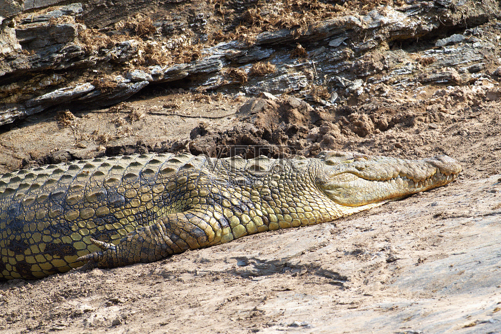 尼罗鳄鱼特写照片摄影图片