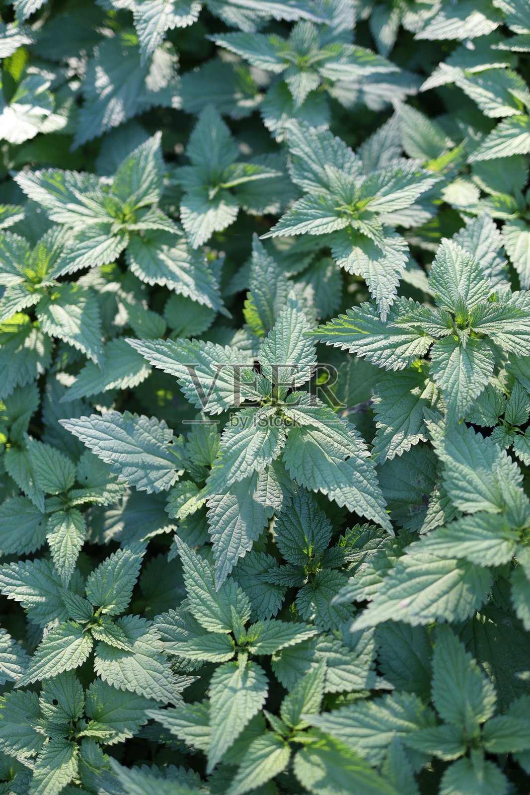 一株绿叶繁茂的植物特写。叶子是绿色的,植物上布满了许多叶子。照片摄影图片