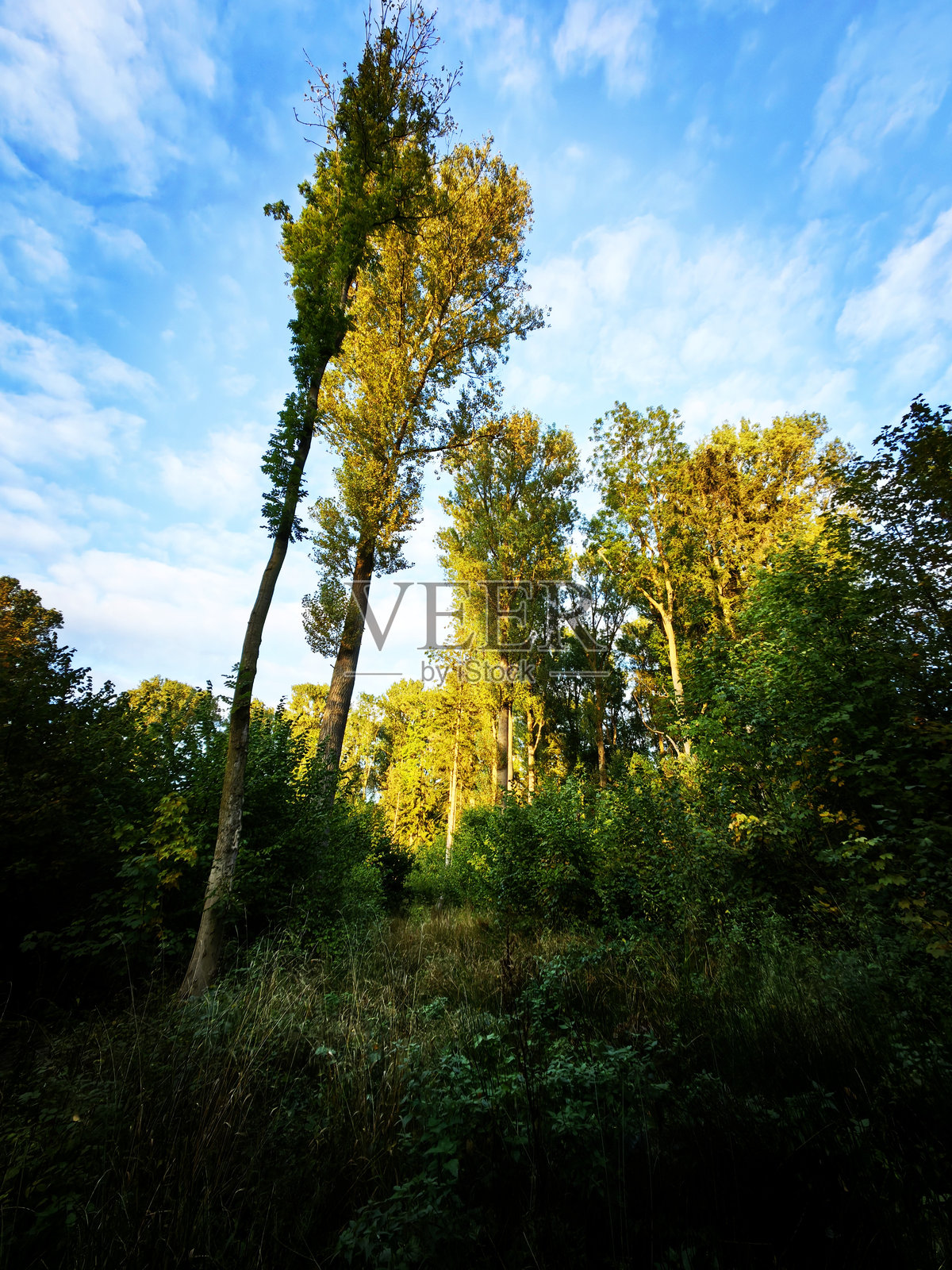 大家好!在北德的迷人自然中开始冒险,作为一名业余摄影师,呈现令人惊叹的照片来迷住你们!快来和我一起享受每日的视觉盛宴吧!照片摄影图片