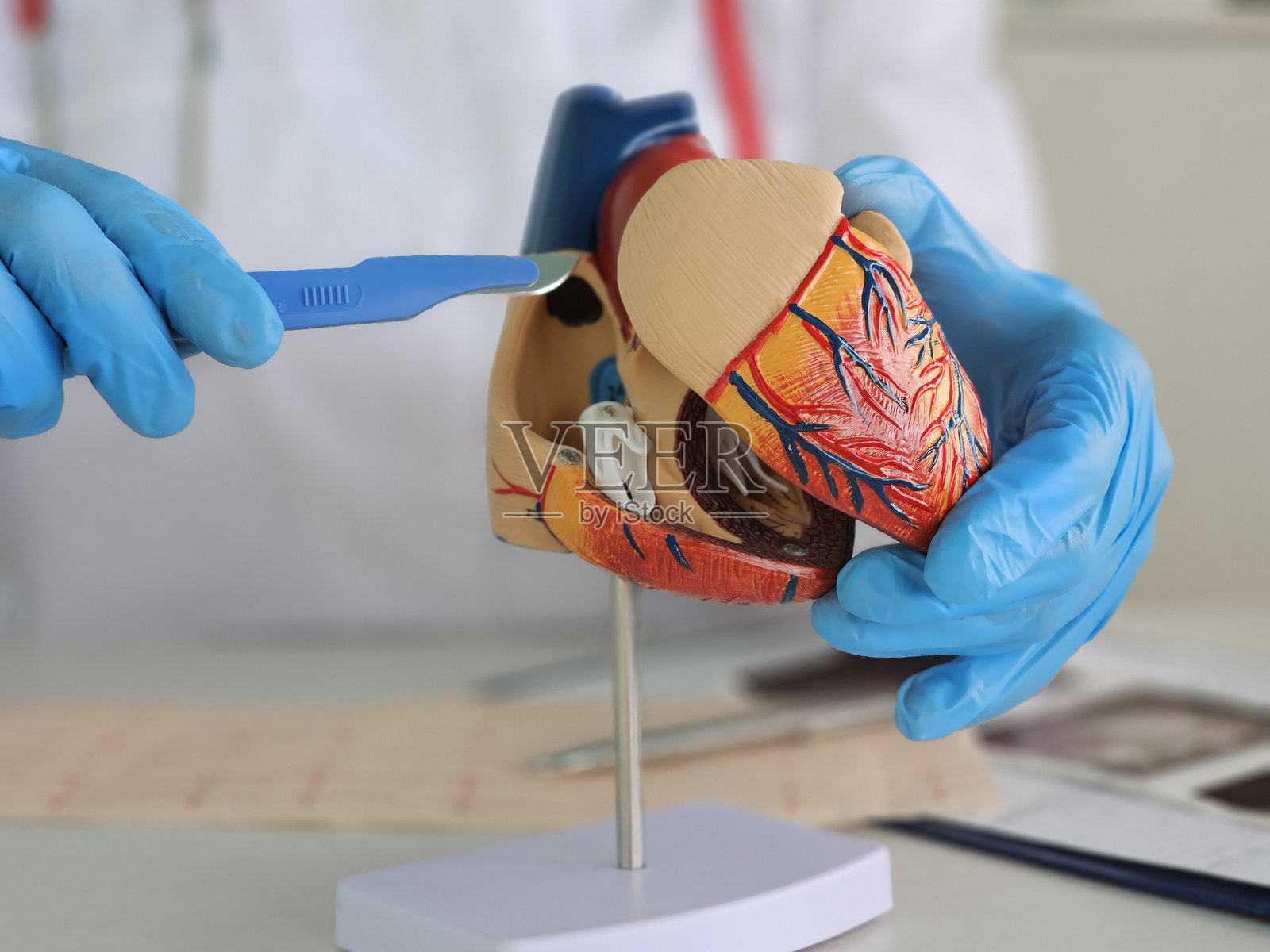 心脏病专家展示心脏和血管解剖模型以及手术刀照片摄影图片