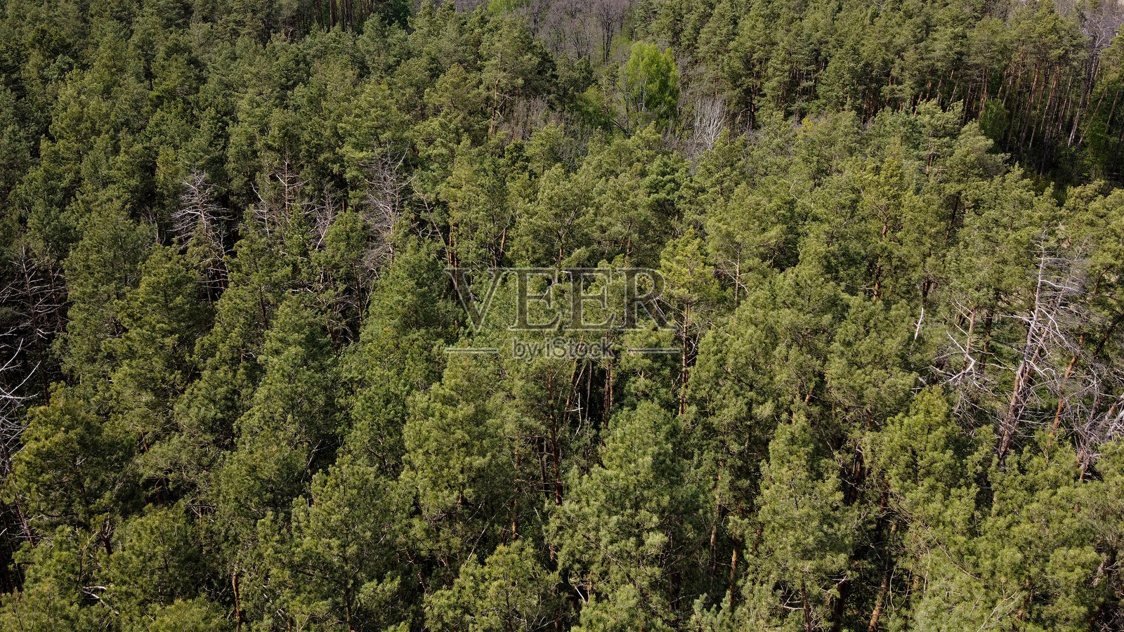 欧洲森林,鸟瞰图。春季森林景观。照片摄影图片