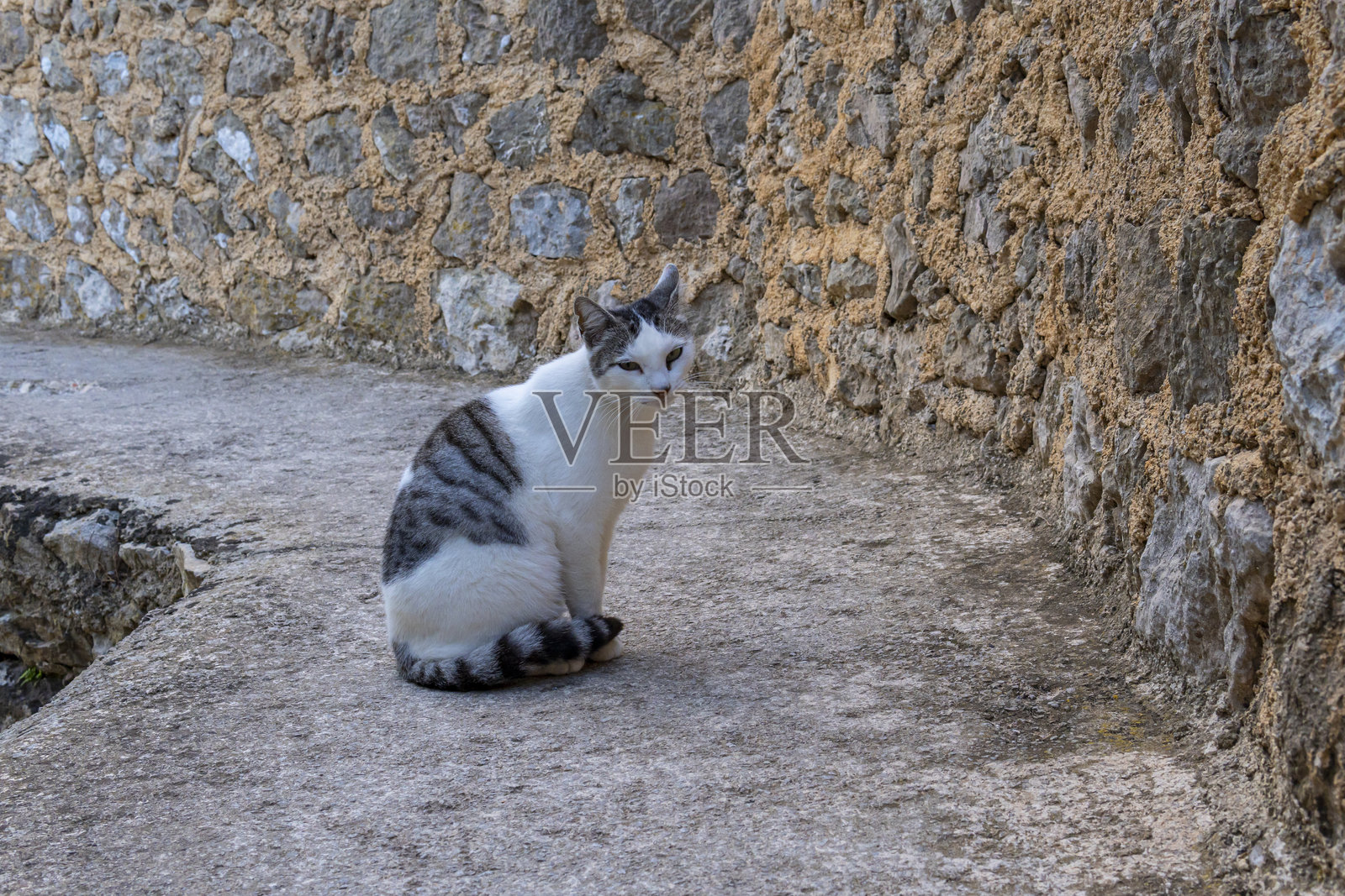 一只白色的流浪猫在黎明时分坐在中世纪的墙上,身上有黑色条纹。马略卡岛照片摄影图片