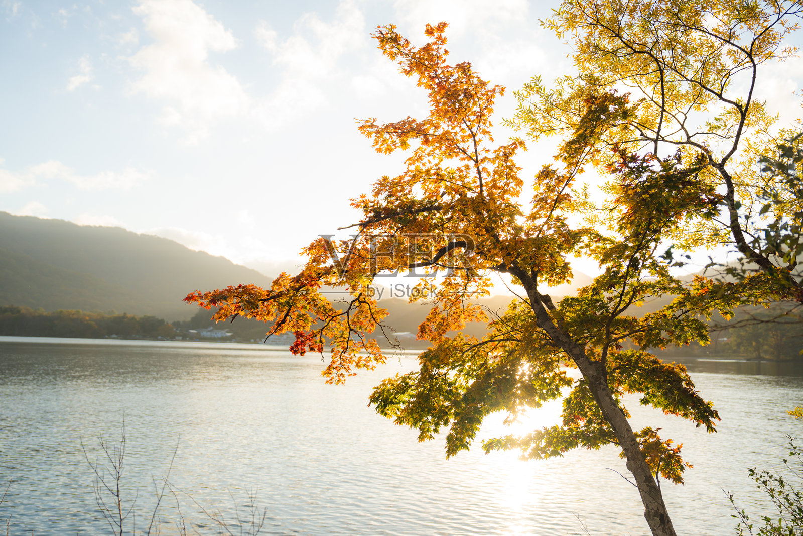 五彩斑斓的枫叶在日本十和田湖的秋季阳光下,黄色、红色和绿色的自然色彩,适合用于天气和秋季广告的壁纸,令人惊艳。照片摄影图片