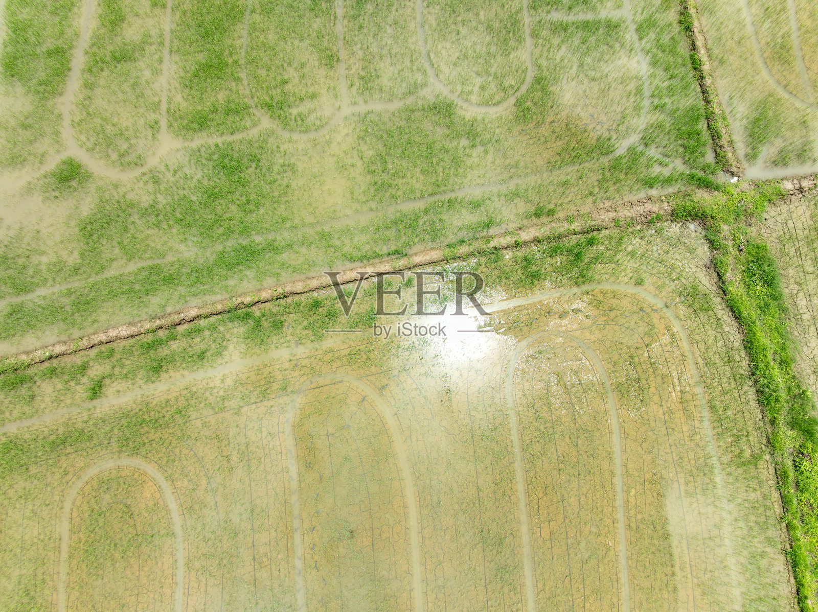 传统淹水稻田的甲烷排放照片摄影图片