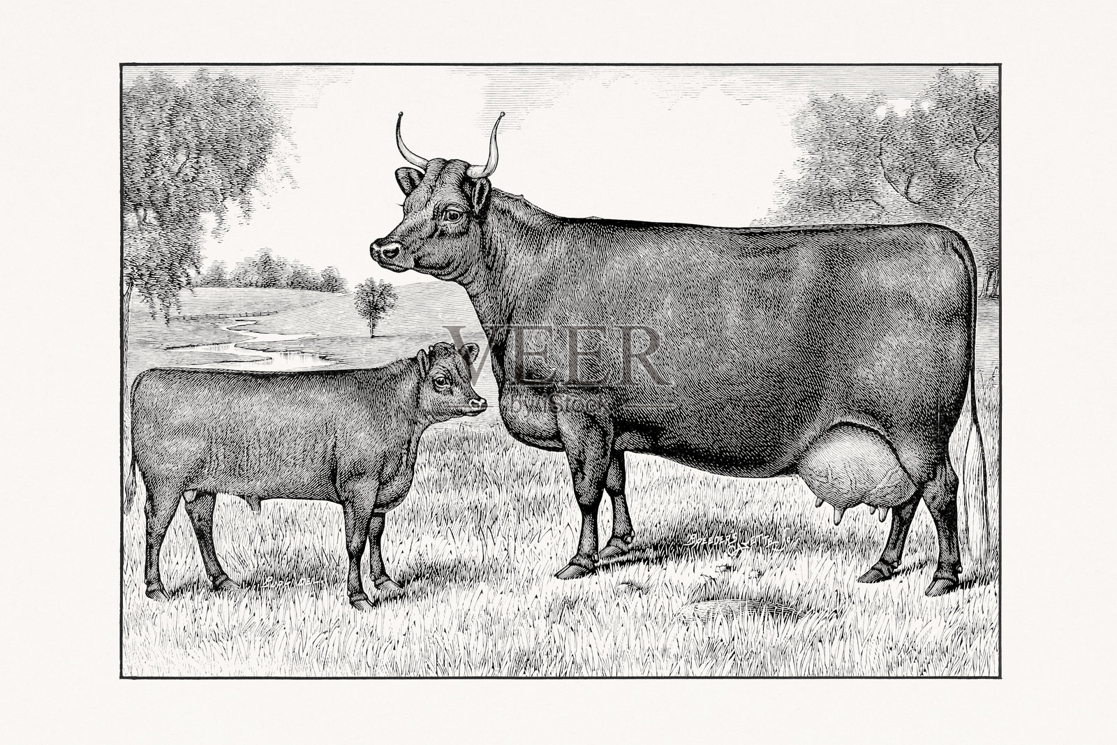 德文牛。来自1887年畜牧书籍的复古牛插图。照片摄影图片