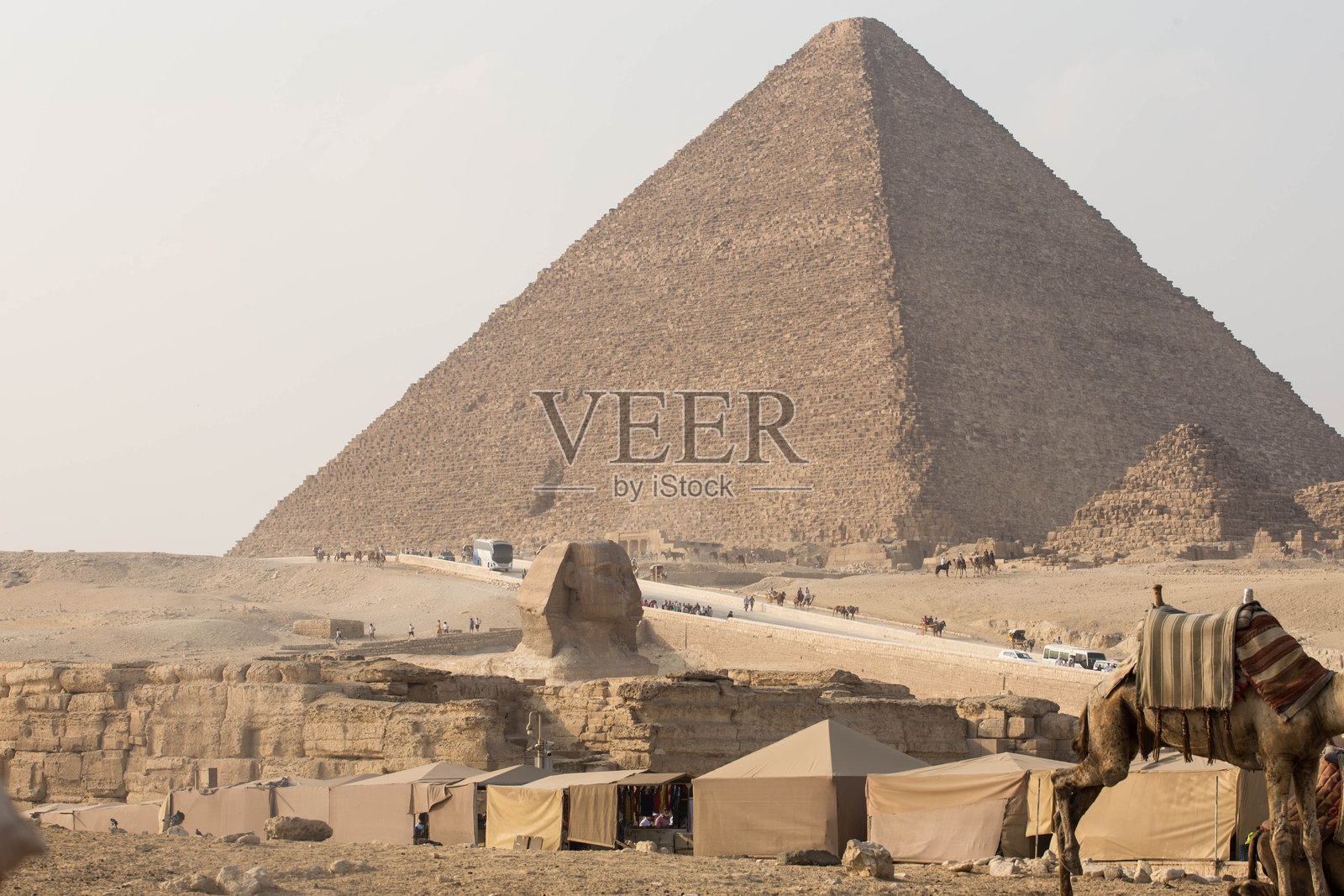 沙中的回声:吉萨沙漠的骆驼照片摄影图片