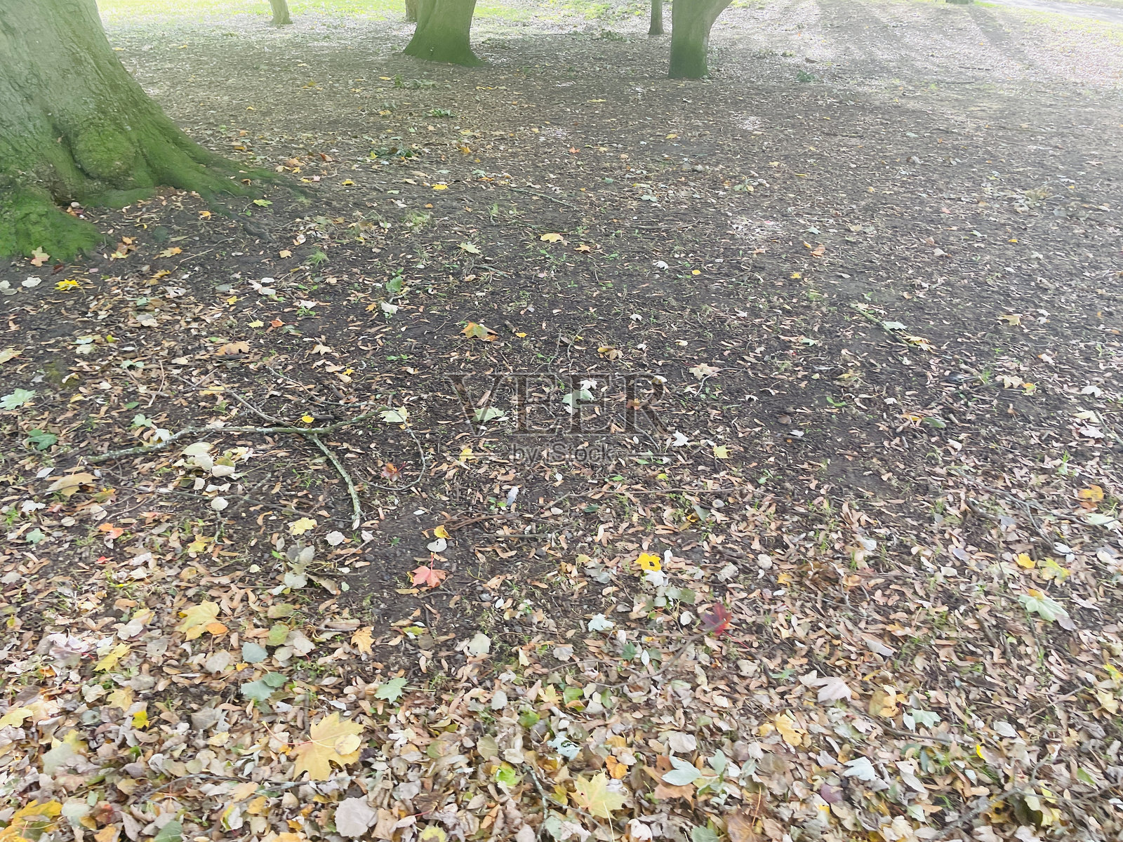 一片被落叶和树枝覆盖的土地。照片摄影图片