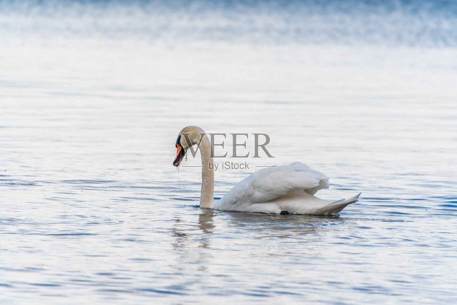 优雅的白天鹅在湖中游泳,野生天鹅。白天鹅在湖中游泳的肖像。照片摄影图片