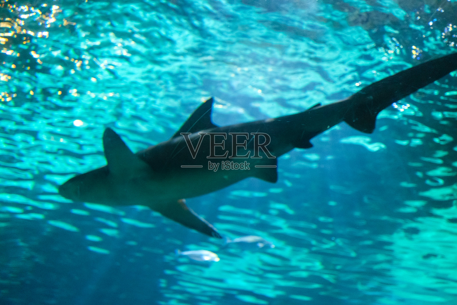 大型灰色鲨鱼在蓝色水中游泳照片摄影图片