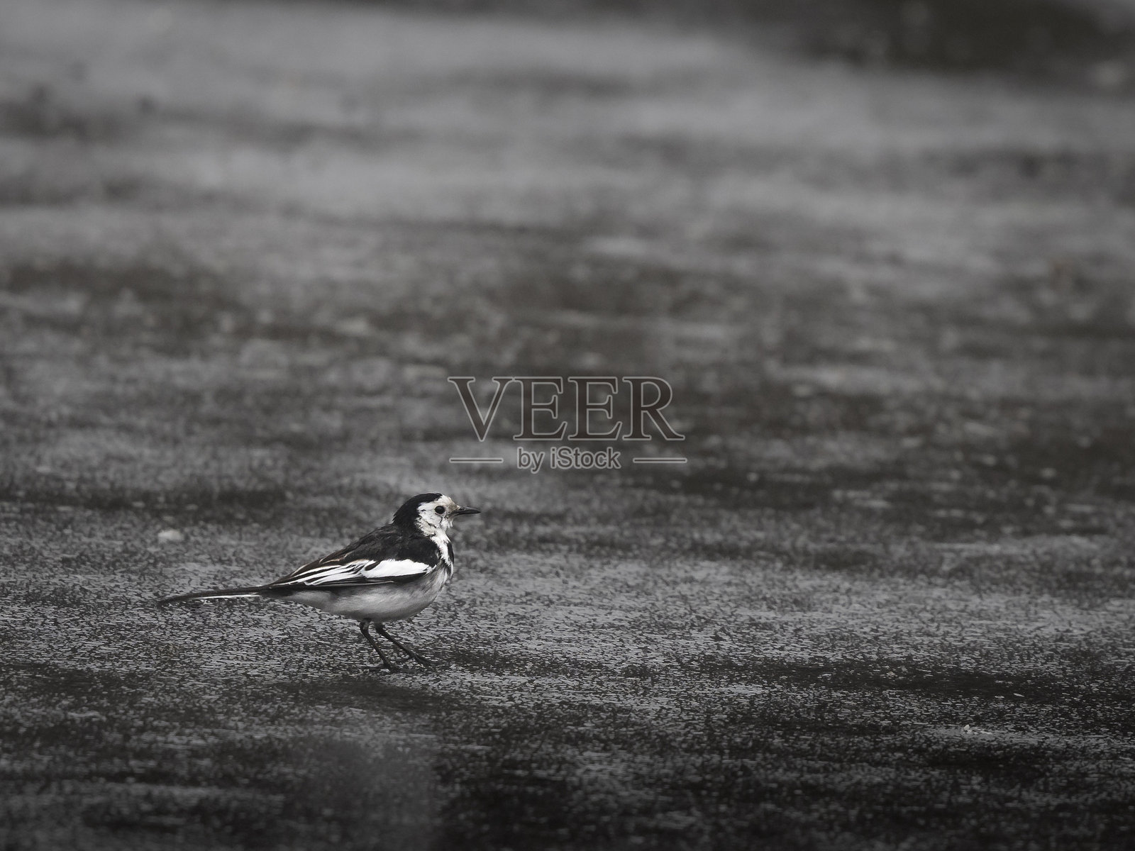 白鹡鸰照片摄影图片