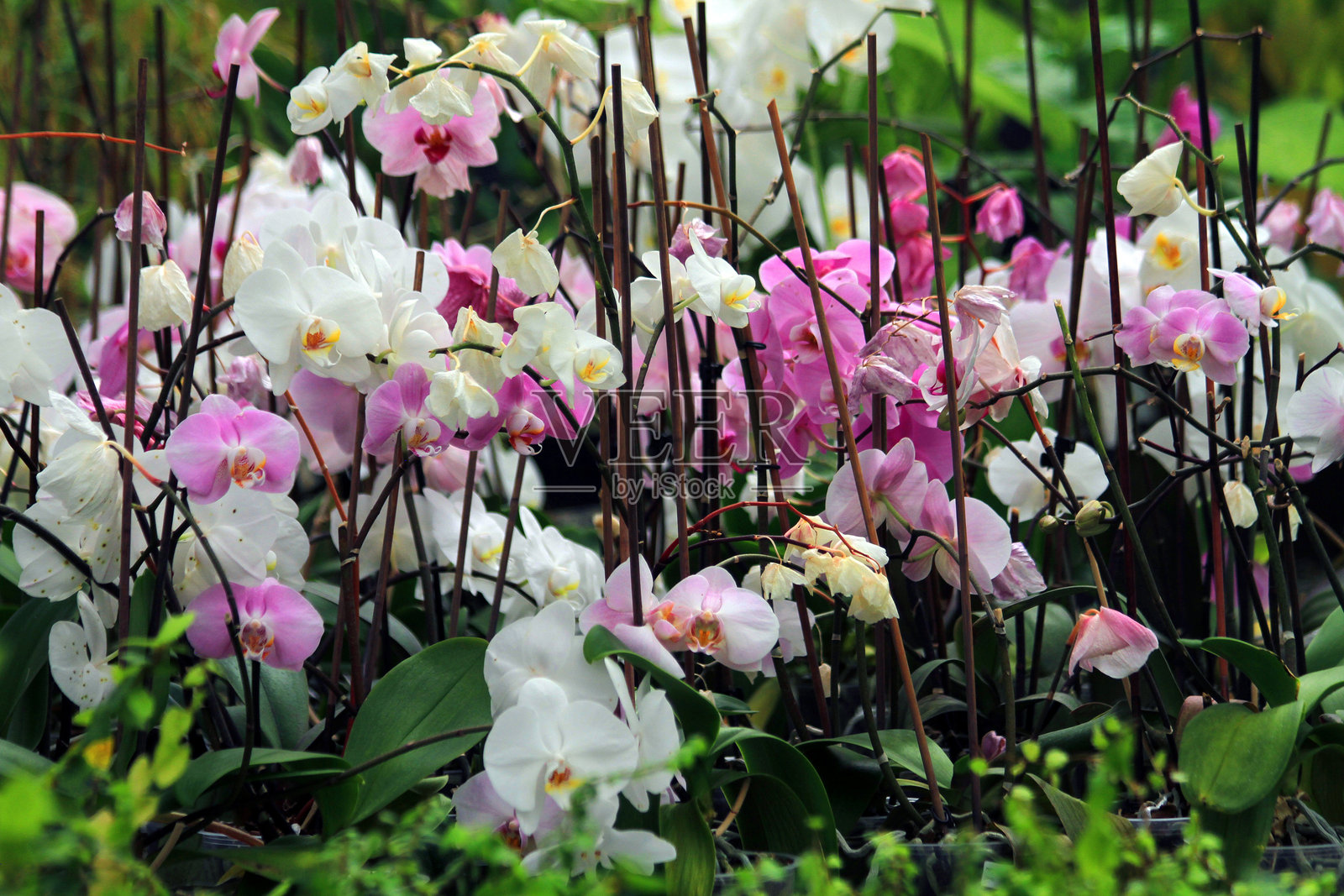 兰花花朵纹理照片摄影图片