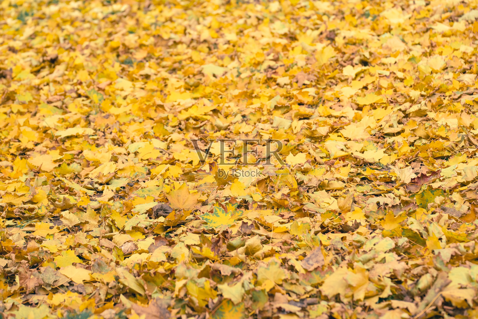 色彩鲜艳、引人注目的黄色秋叶美丽地覆盖在风景如画的秋季景观中。照片摄影图片