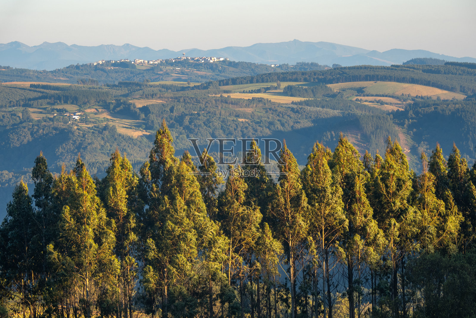 卢戈,西班牙加利西亚的风景如画的起伏山丘,前景是郁郁葱葱的桉树,远处是温柔的绿色加利西亚山脉,在柔和的天空下延伸。照片摄影图片