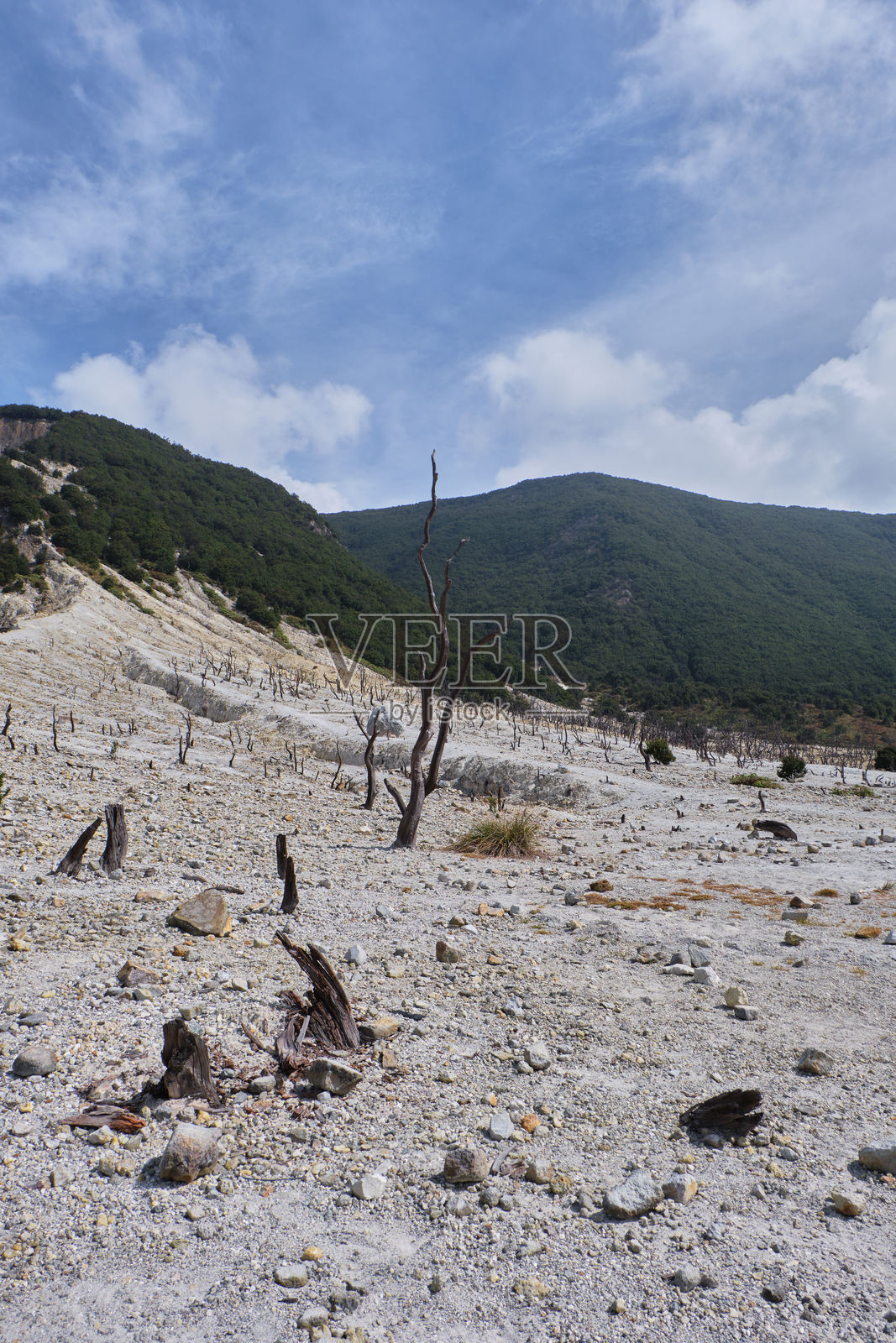 落基山谷中的枯树照片摄影图片