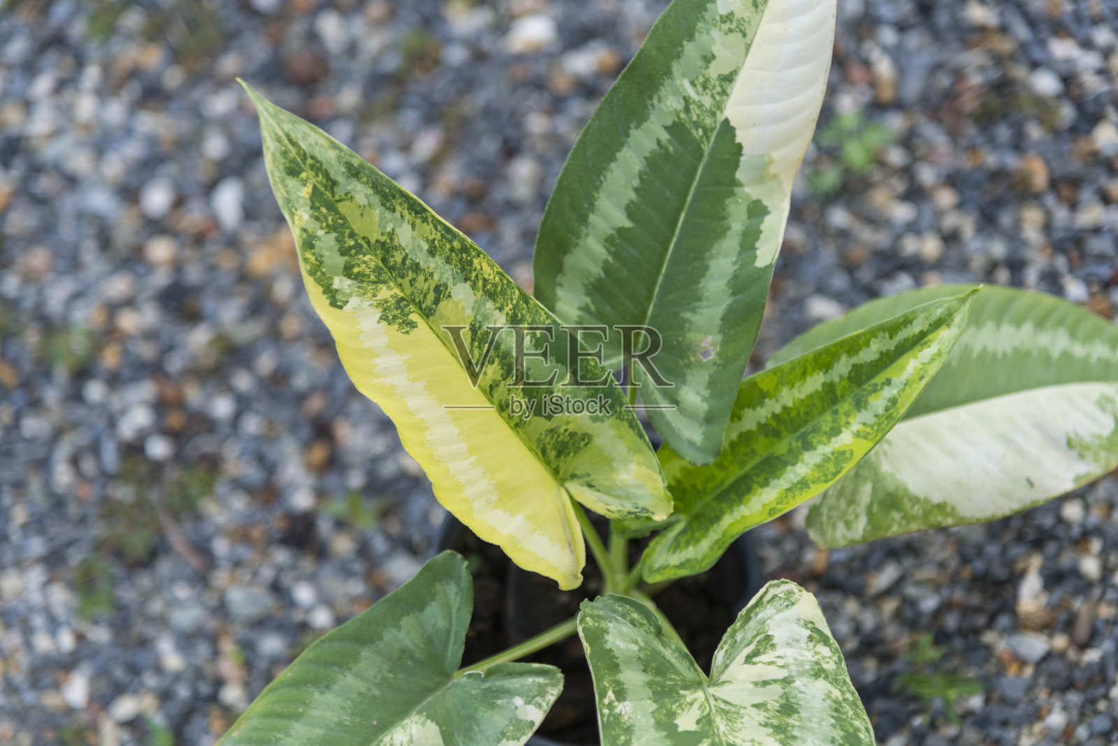 斑叶石斛在花盆中照片摄影图片