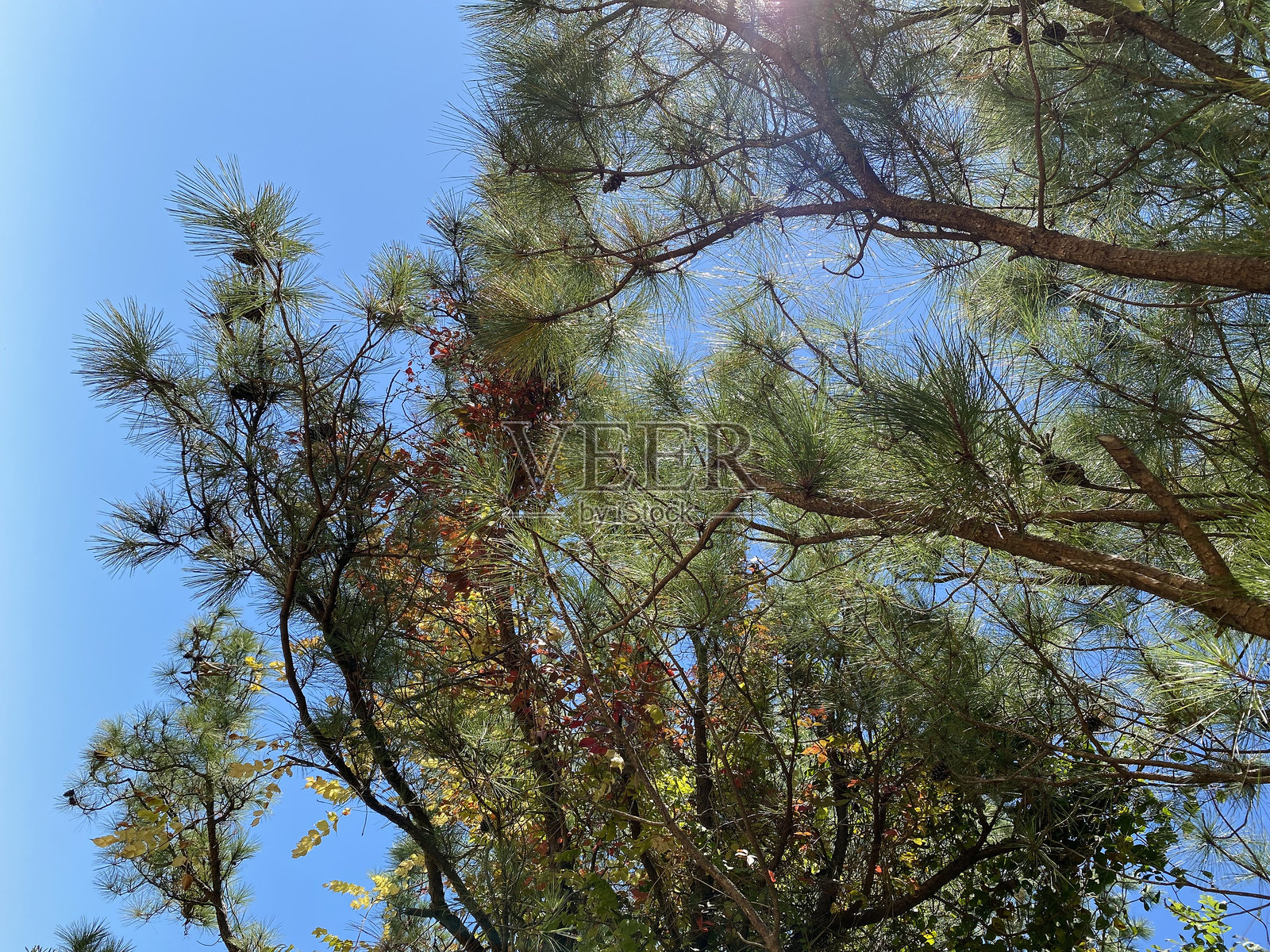 天空与树木照片摄影图片