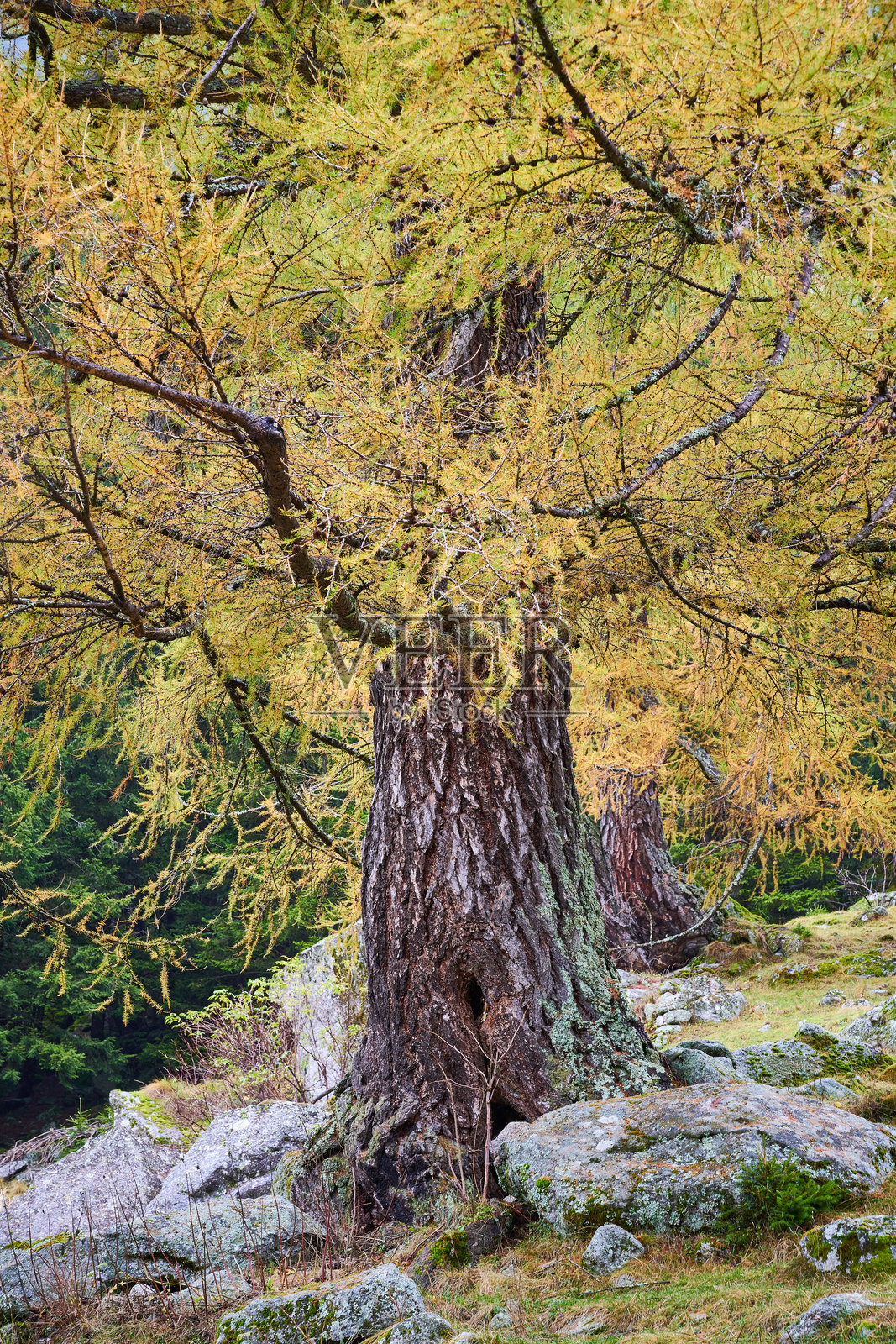 落叶松照片摄影图片
