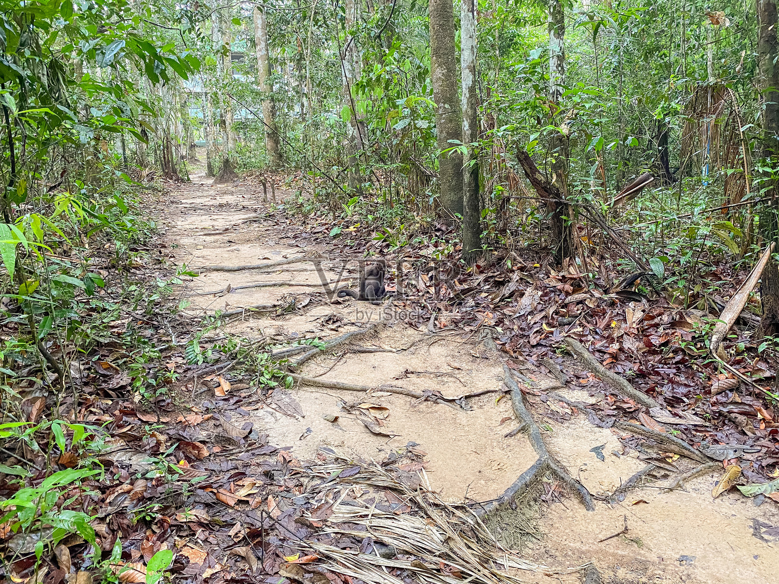 亚马逊雨林中密集植被的小路照片摄影图片