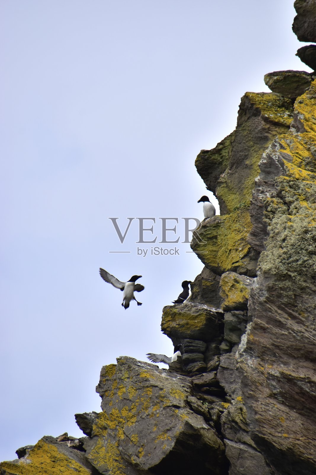 小海雀降落照片摄影图片