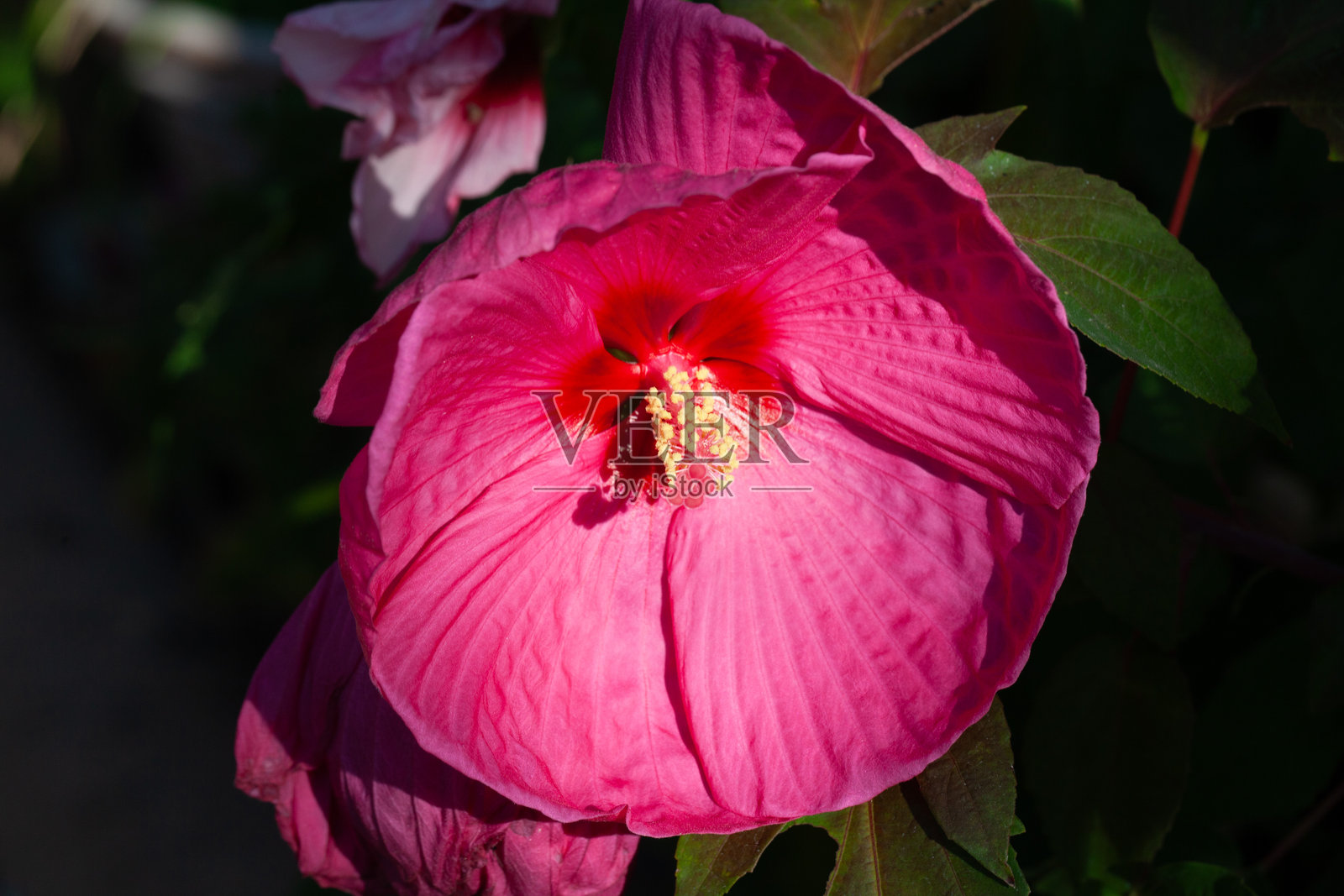 新墨西哥的花照片摄影图片