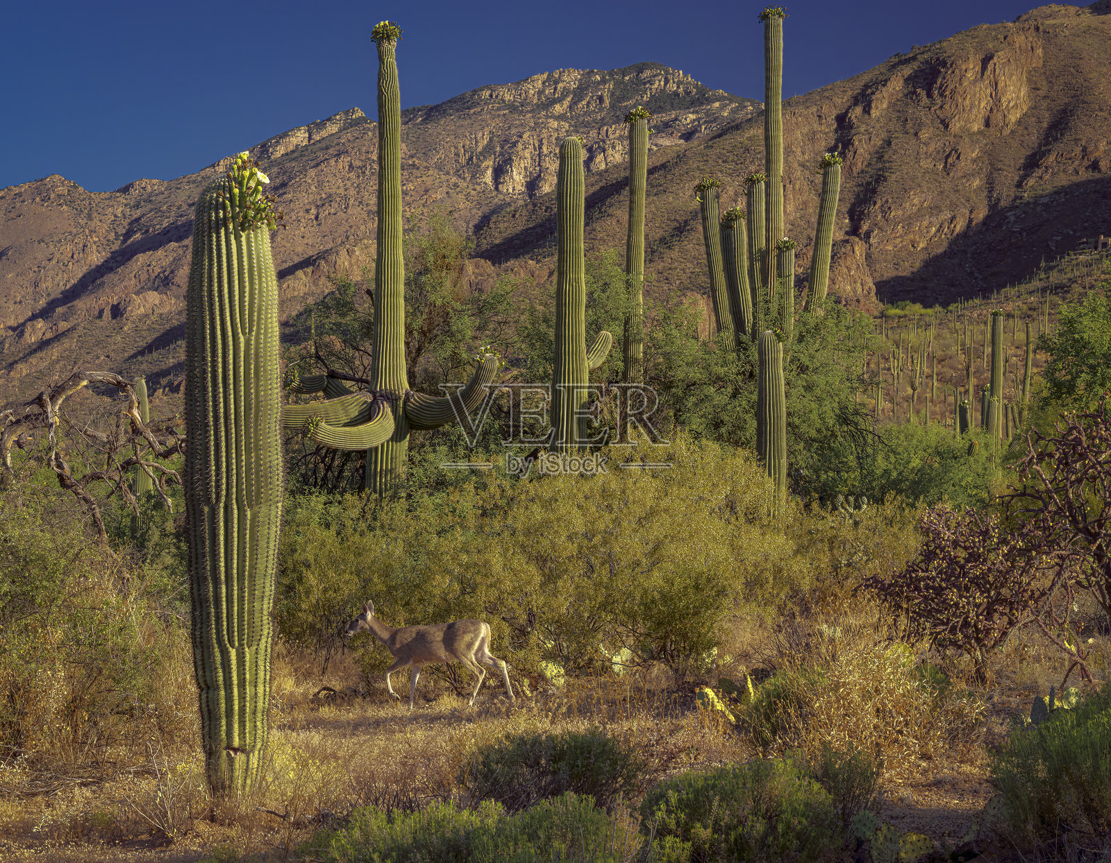 宁静的沙漠风景,盛开的高大萨瓜罗仙人掌和正在觅食的白尾鹿照片摄影图片