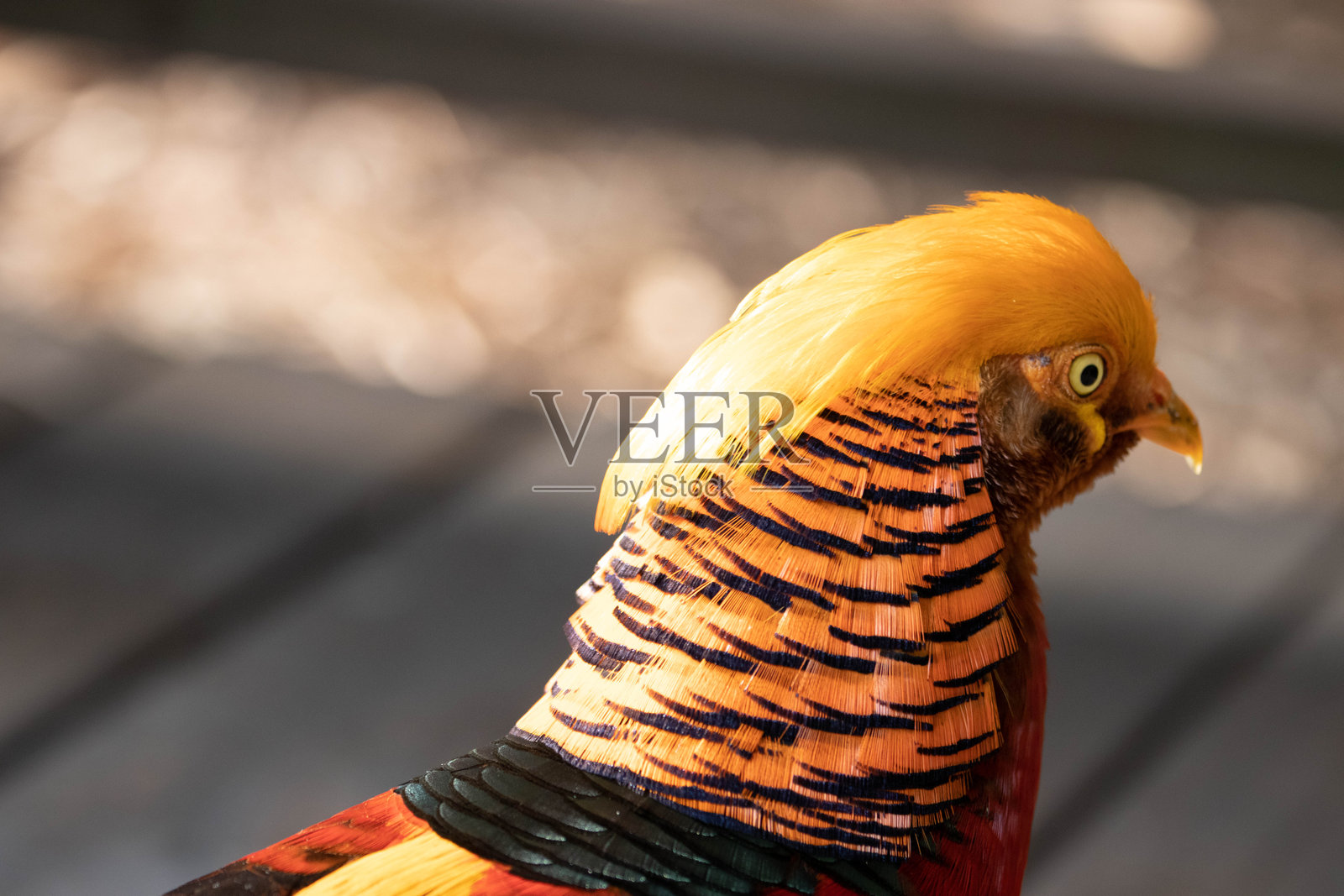 美丽的鸟类特写,金雕,成都,中国照片摄影图片