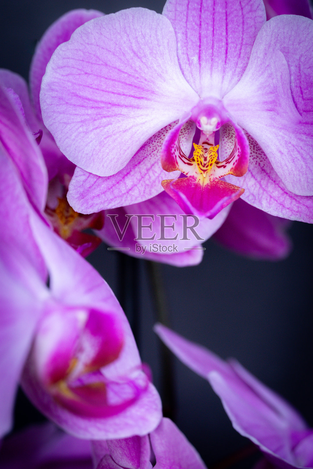 兰花照片摄影图片